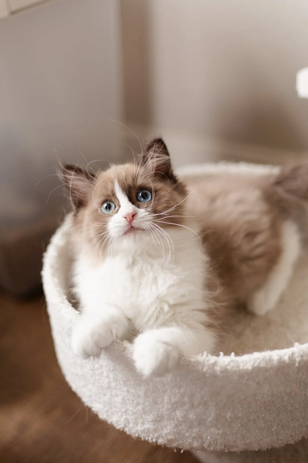 seal mink Cherubim Ragdoll in cat tree
