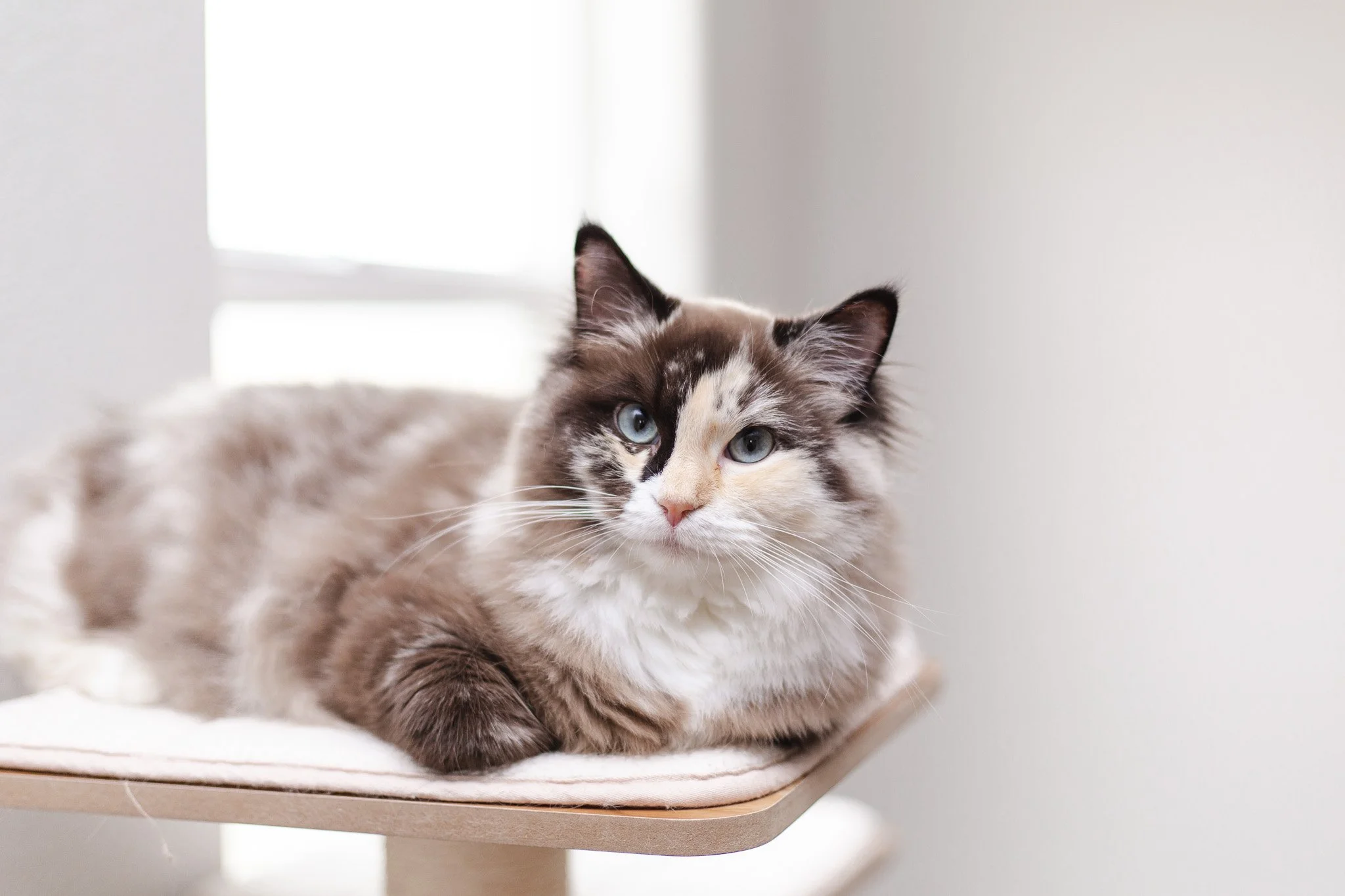 Cherubim Ragdoll queen Honey perched on cat tree