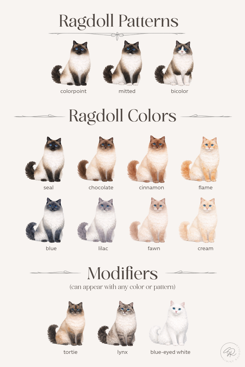 traditional Ragdoll patterns and colors at a glance