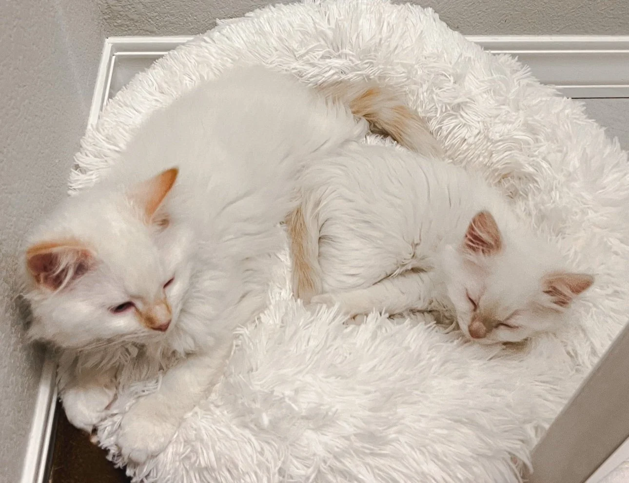 Caring for Your New Ragdoll Kitten — Simply Ragdolls