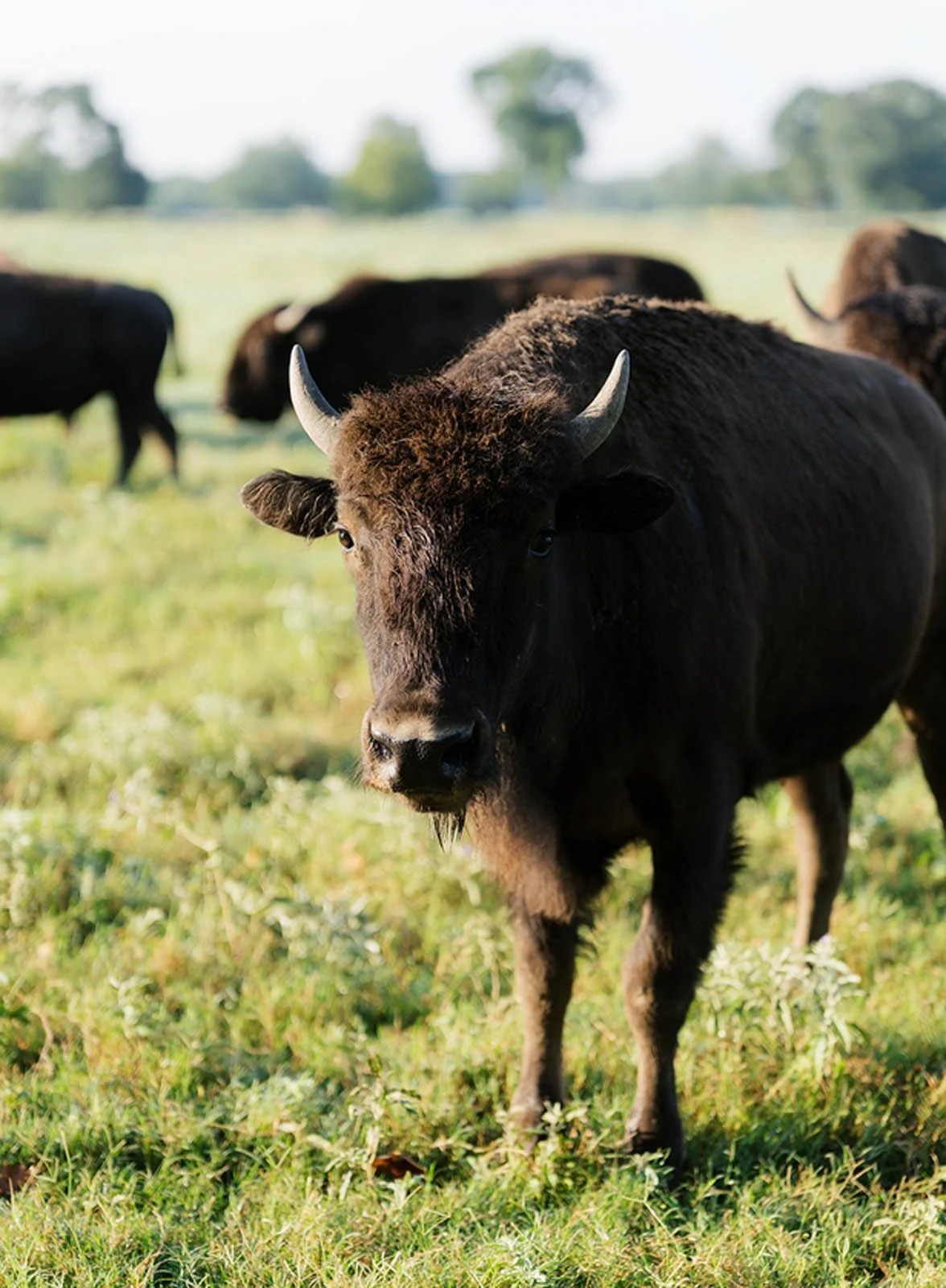 Unreined Bourbon wildhorse ranch bison.jpg