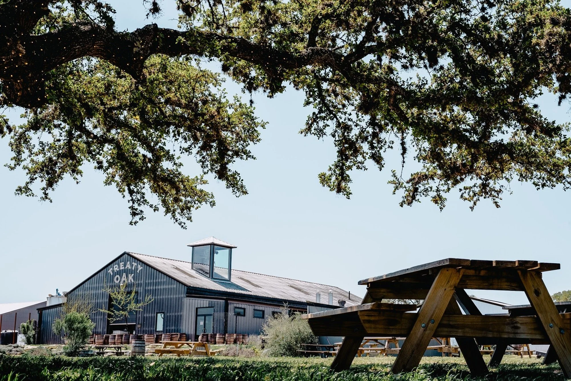 Treaty Oak Distilling outdoor picnic grounds.jpg