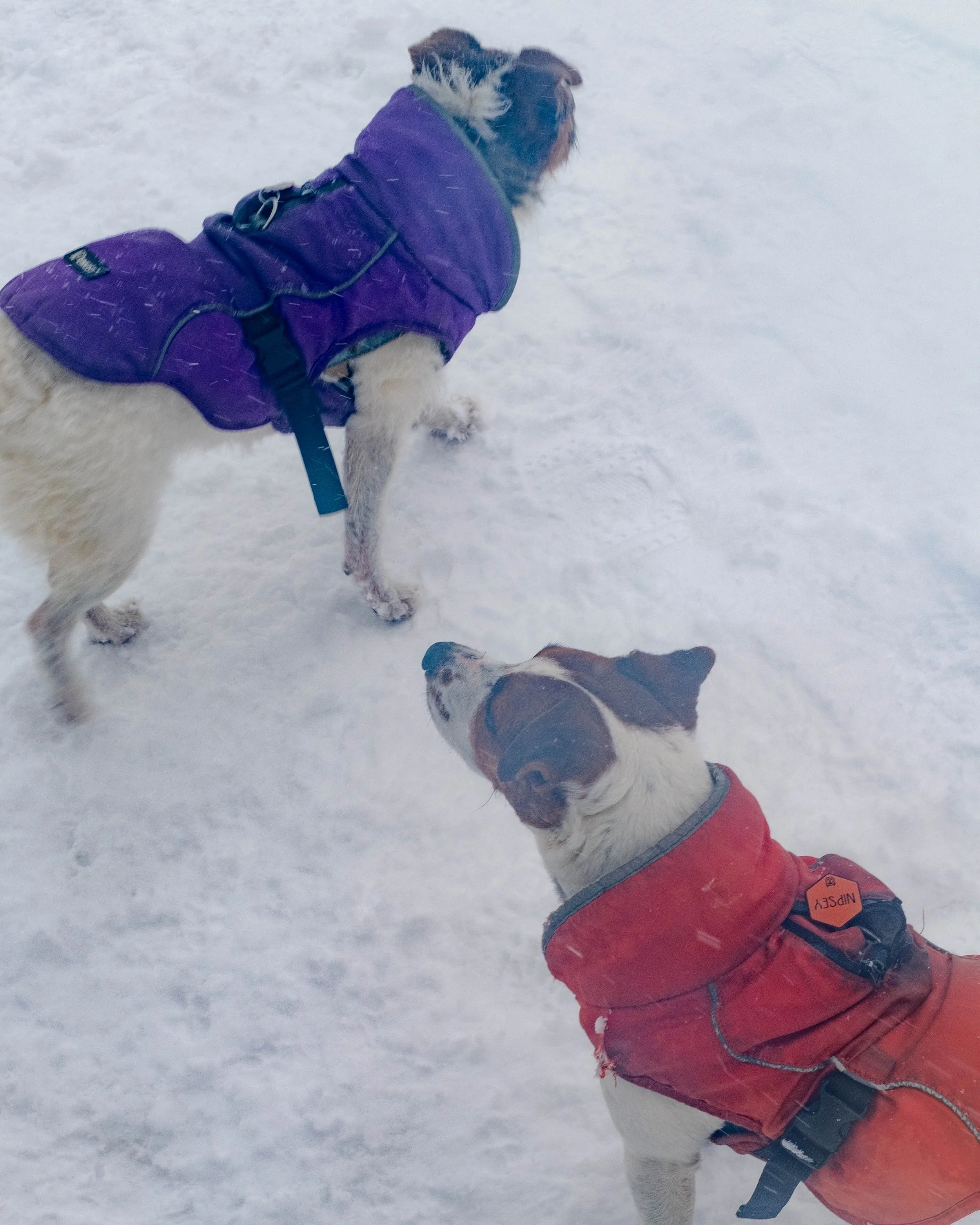 260223_BlizzardOf26_26.jpg