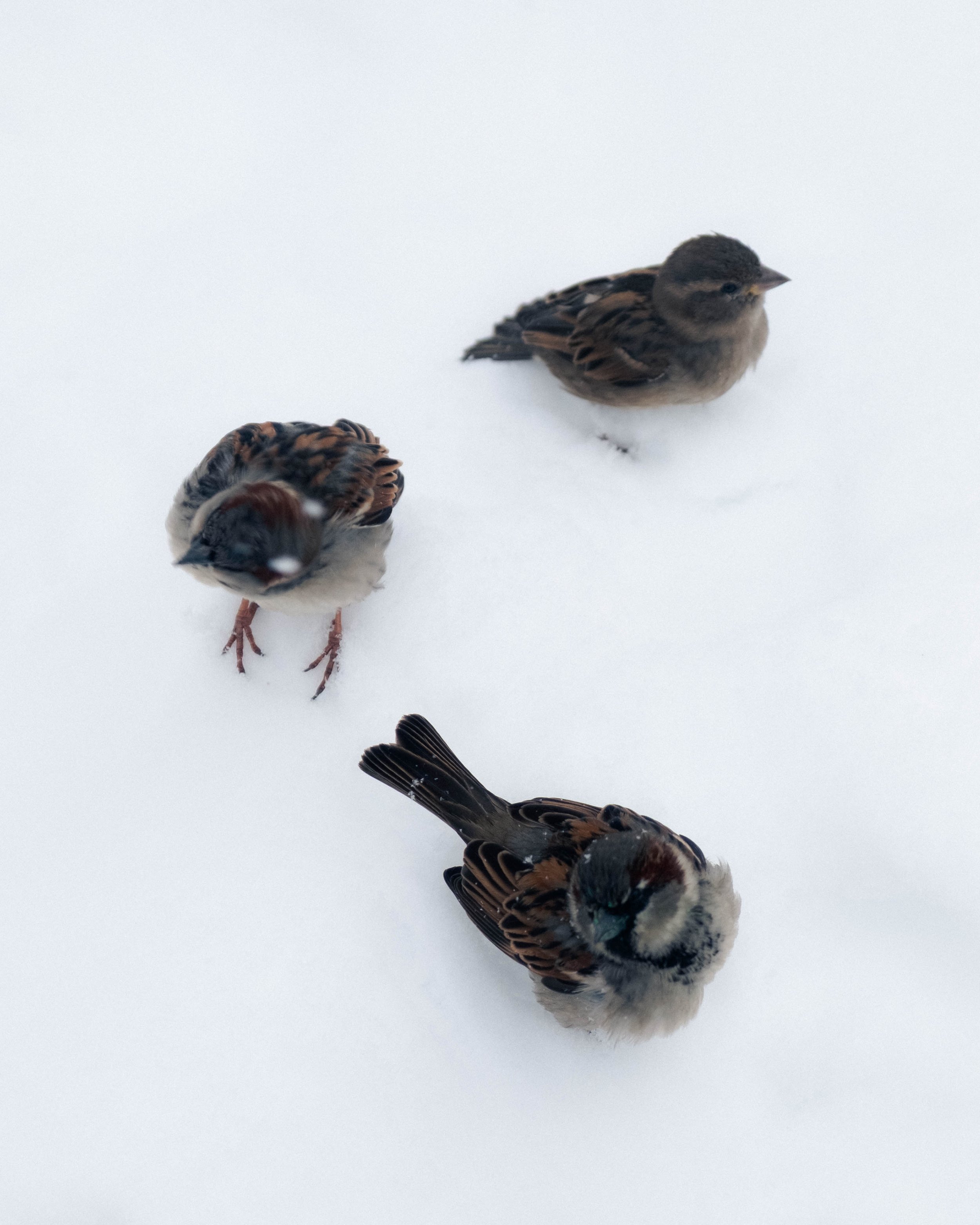 260223_BlizzardOf26_7.jpg