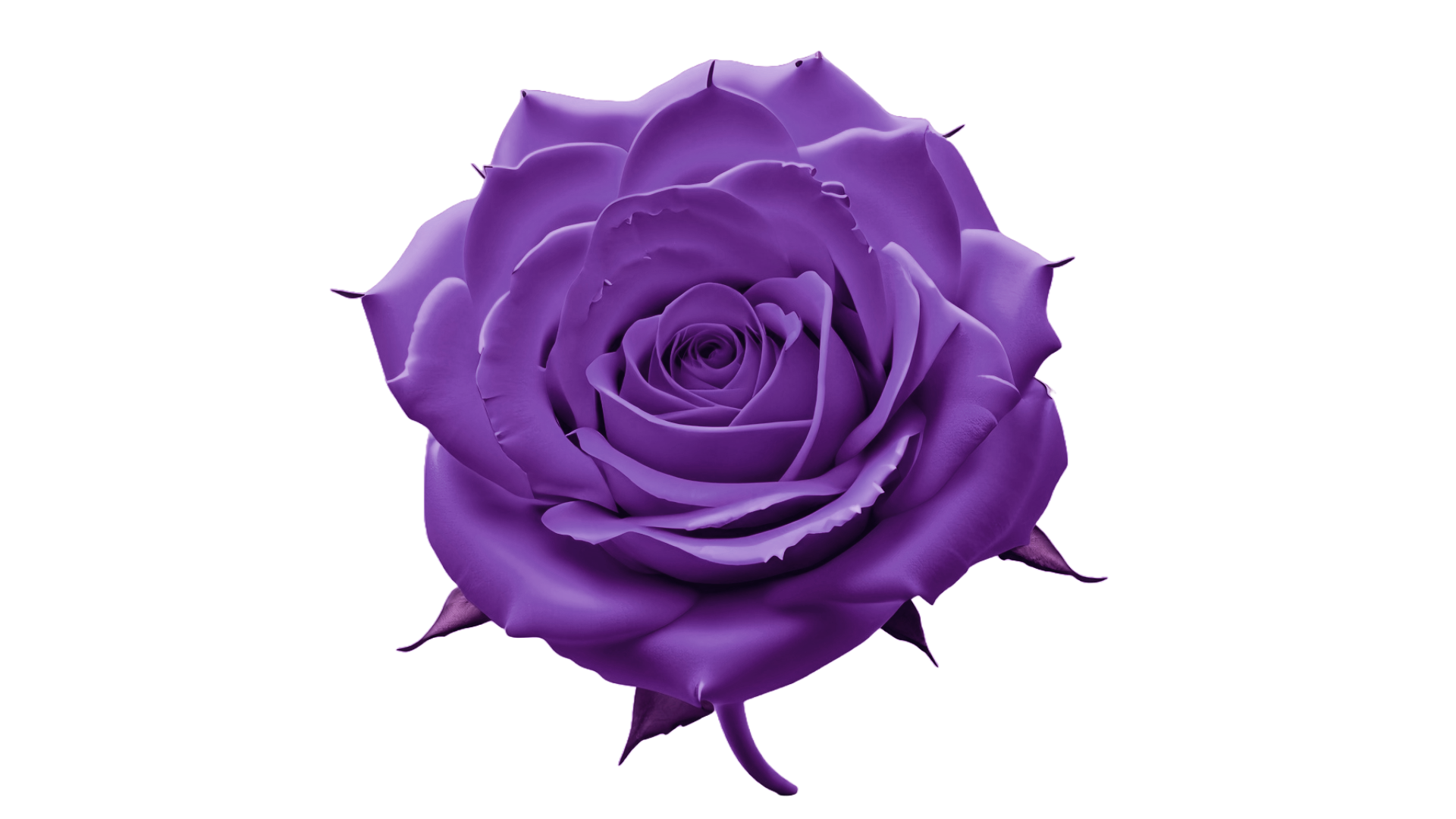 blue rose icon(2).png