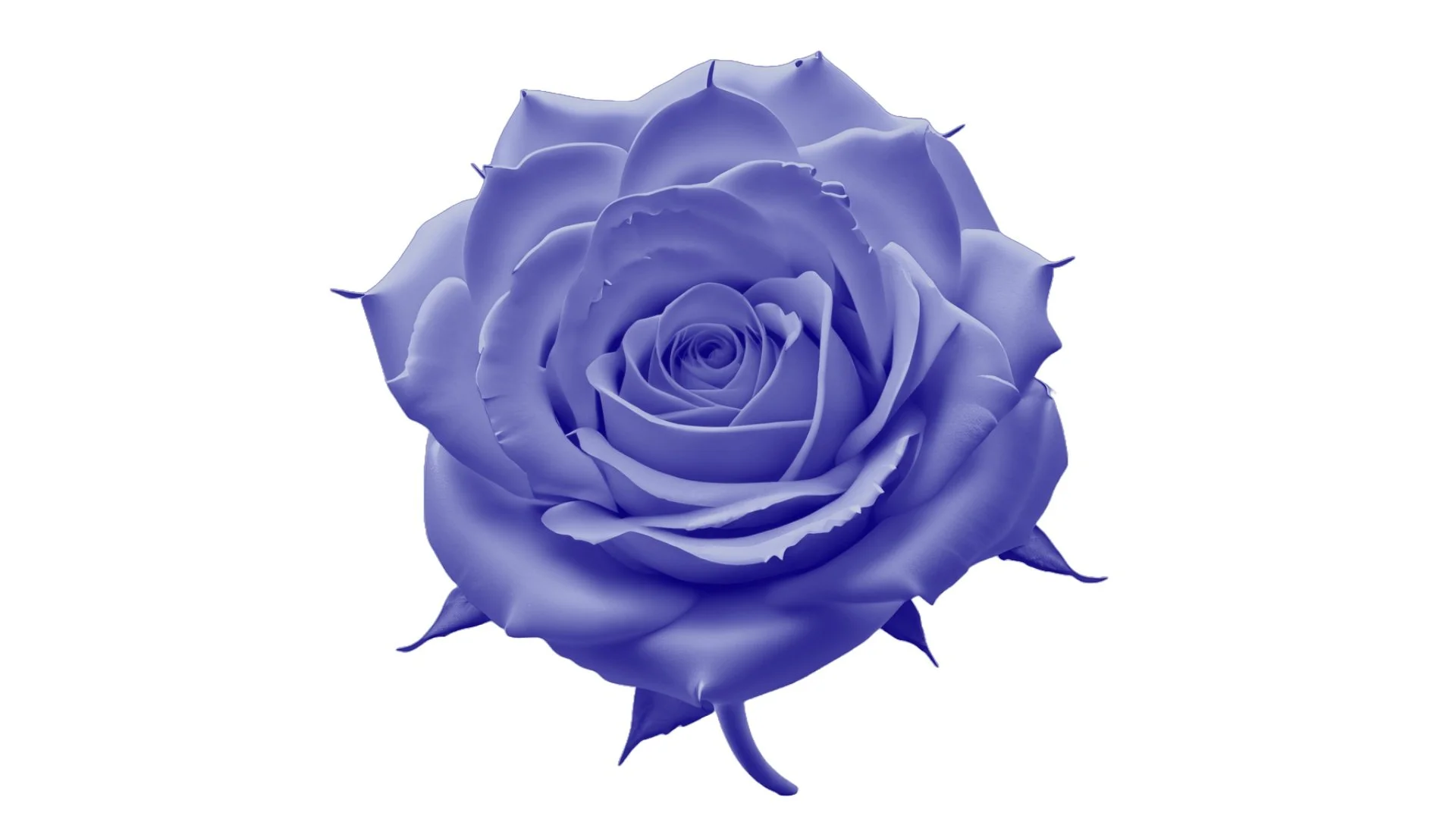 Purple rose icon.jpg