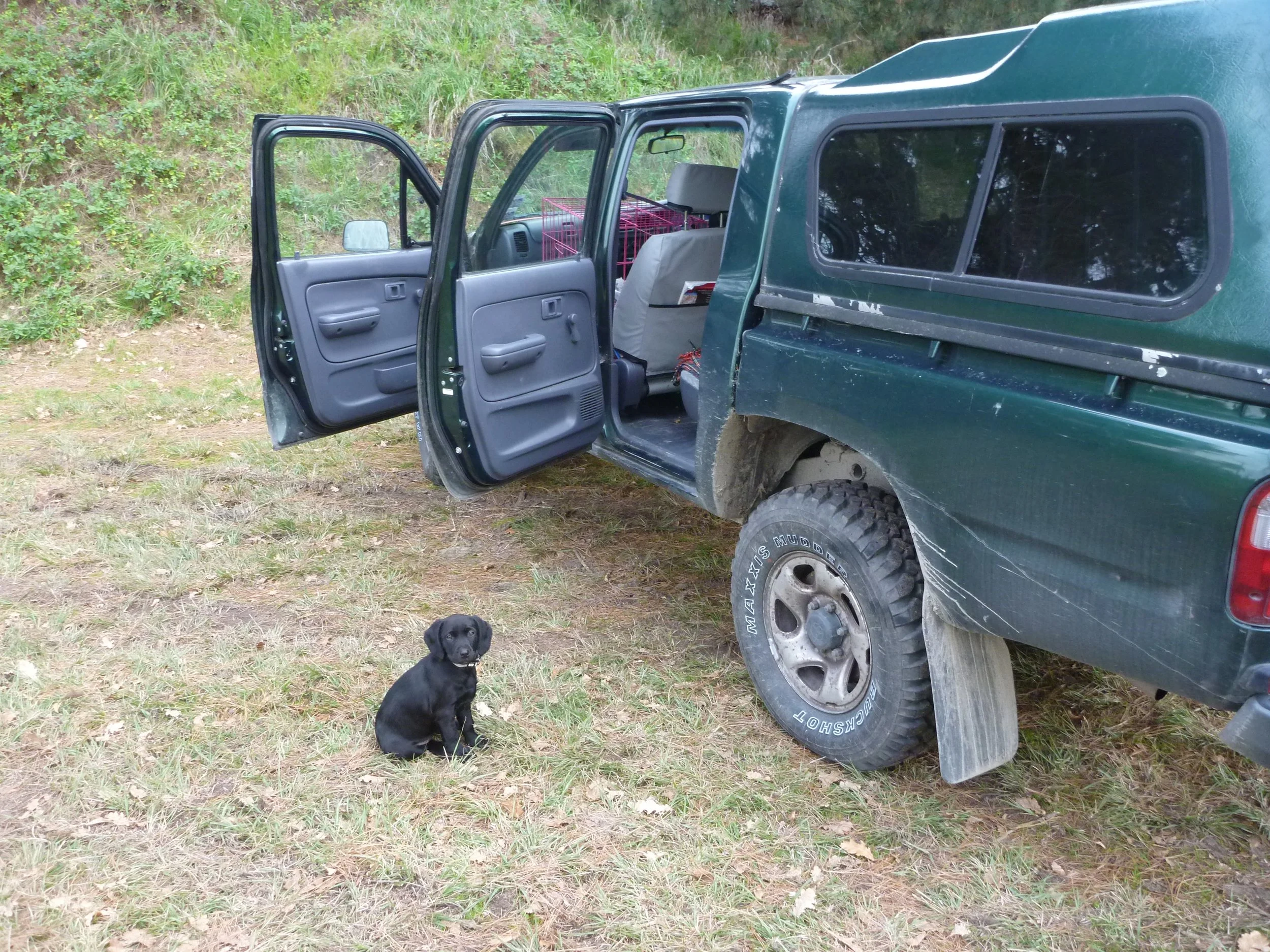 Black Labrador Puppy