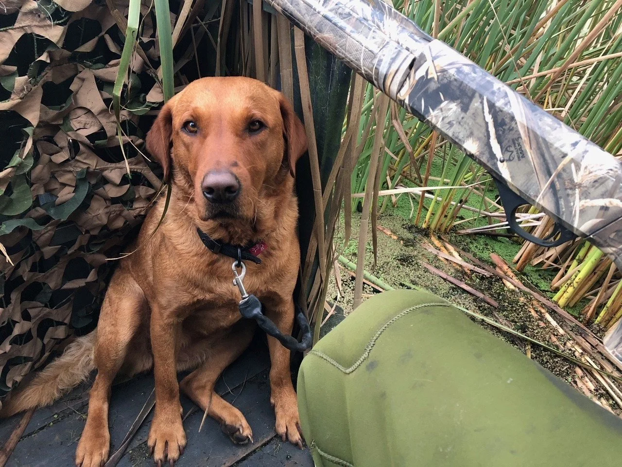 Labrador Square Labradors — Back Ridge Farm Premium Labrador Breeders