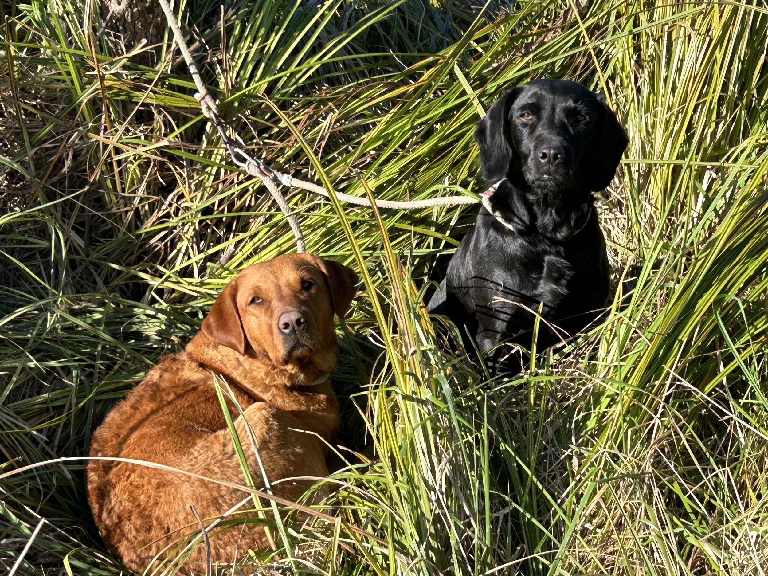 dogs at back ridge farm