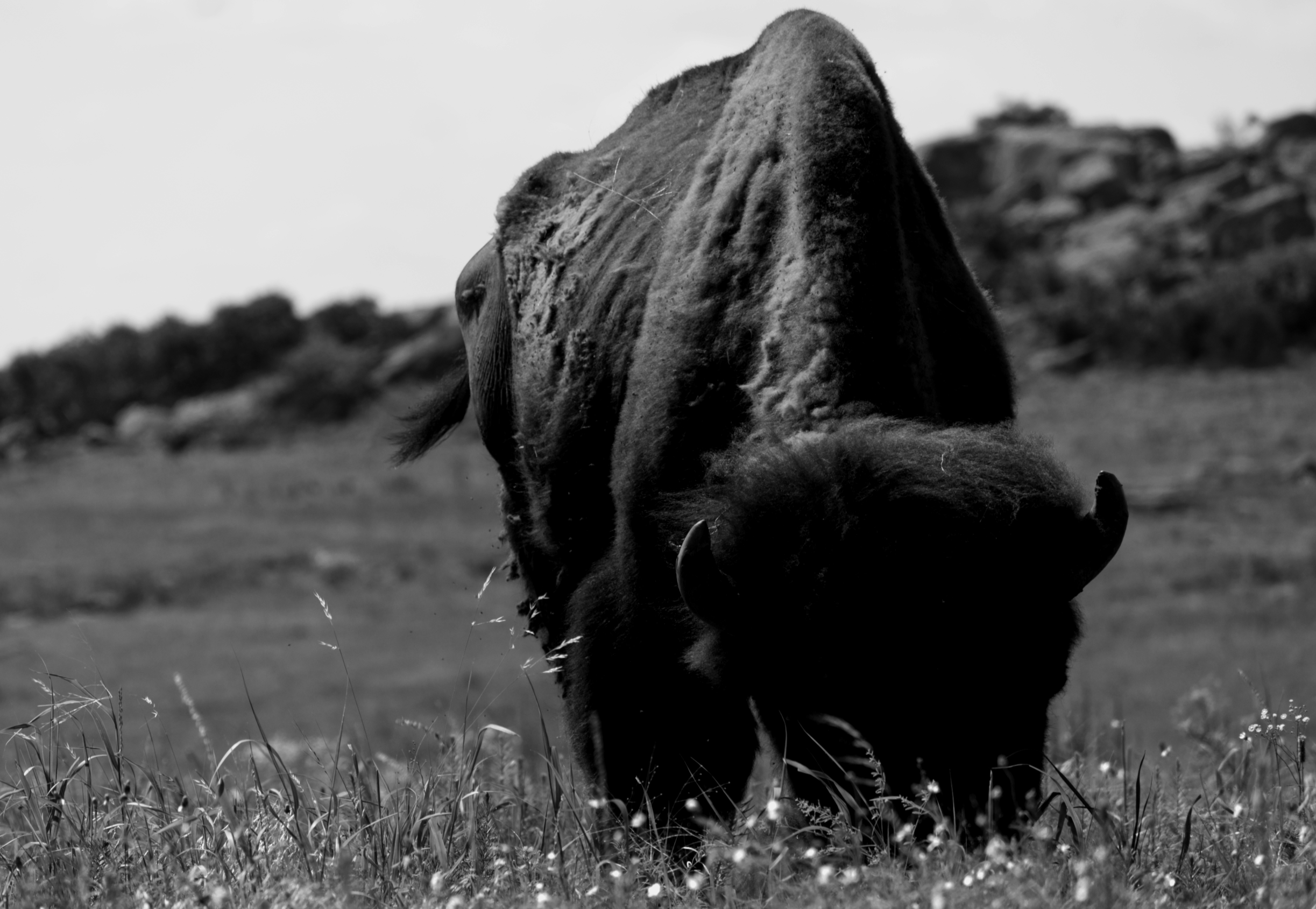 DSC_5679bw.png