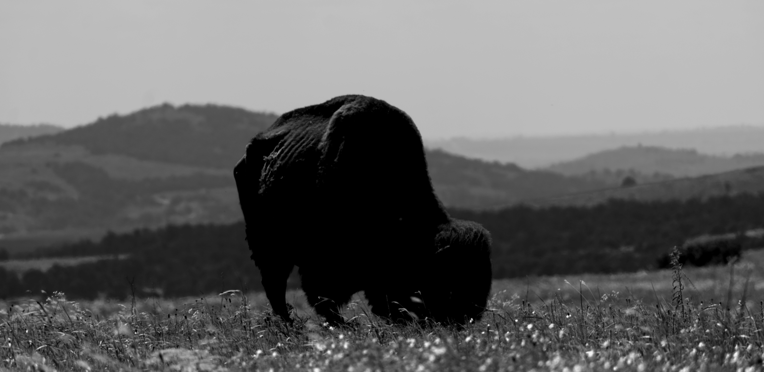 DSC_5569bw.png