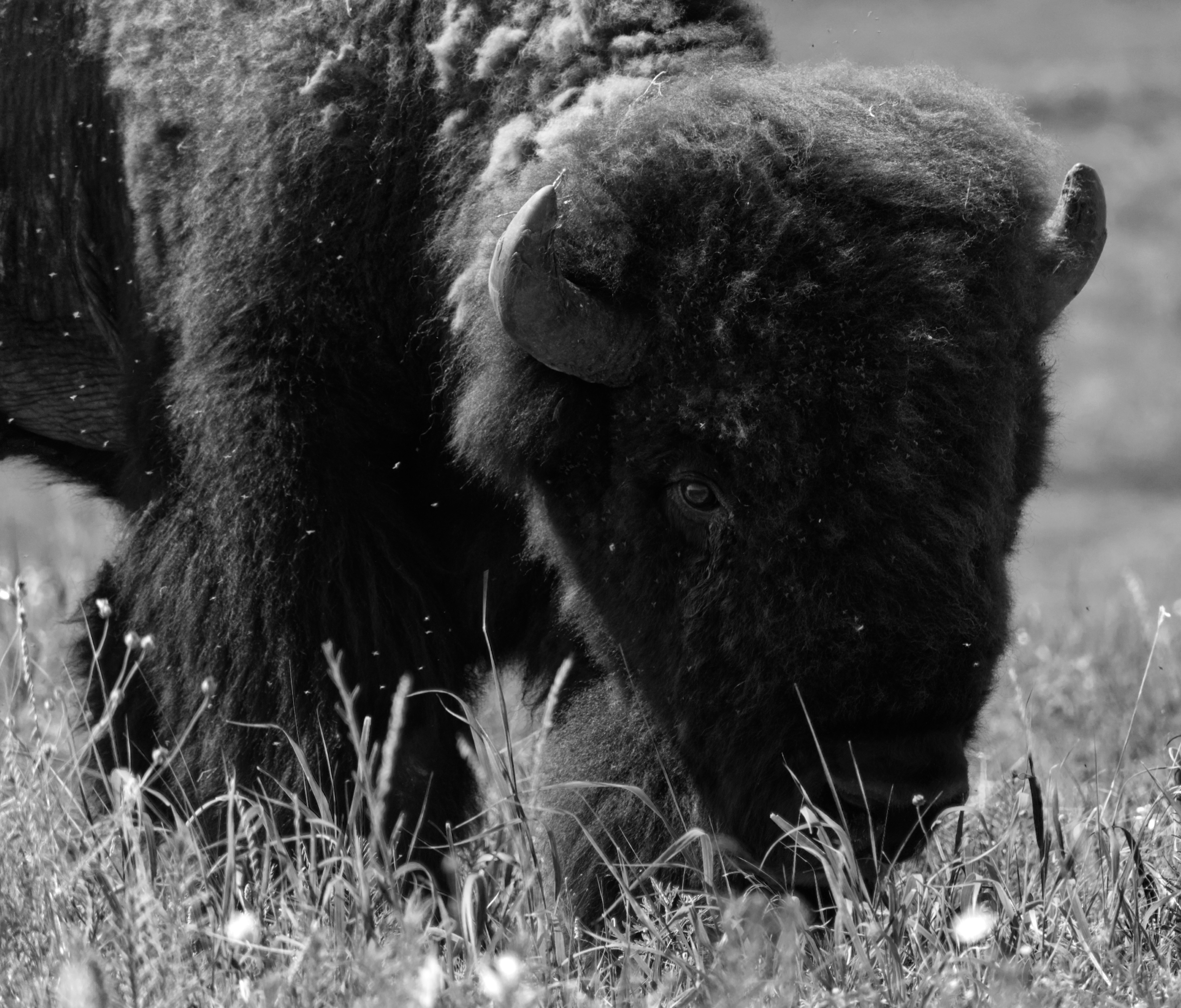 DSC_5609bw.png