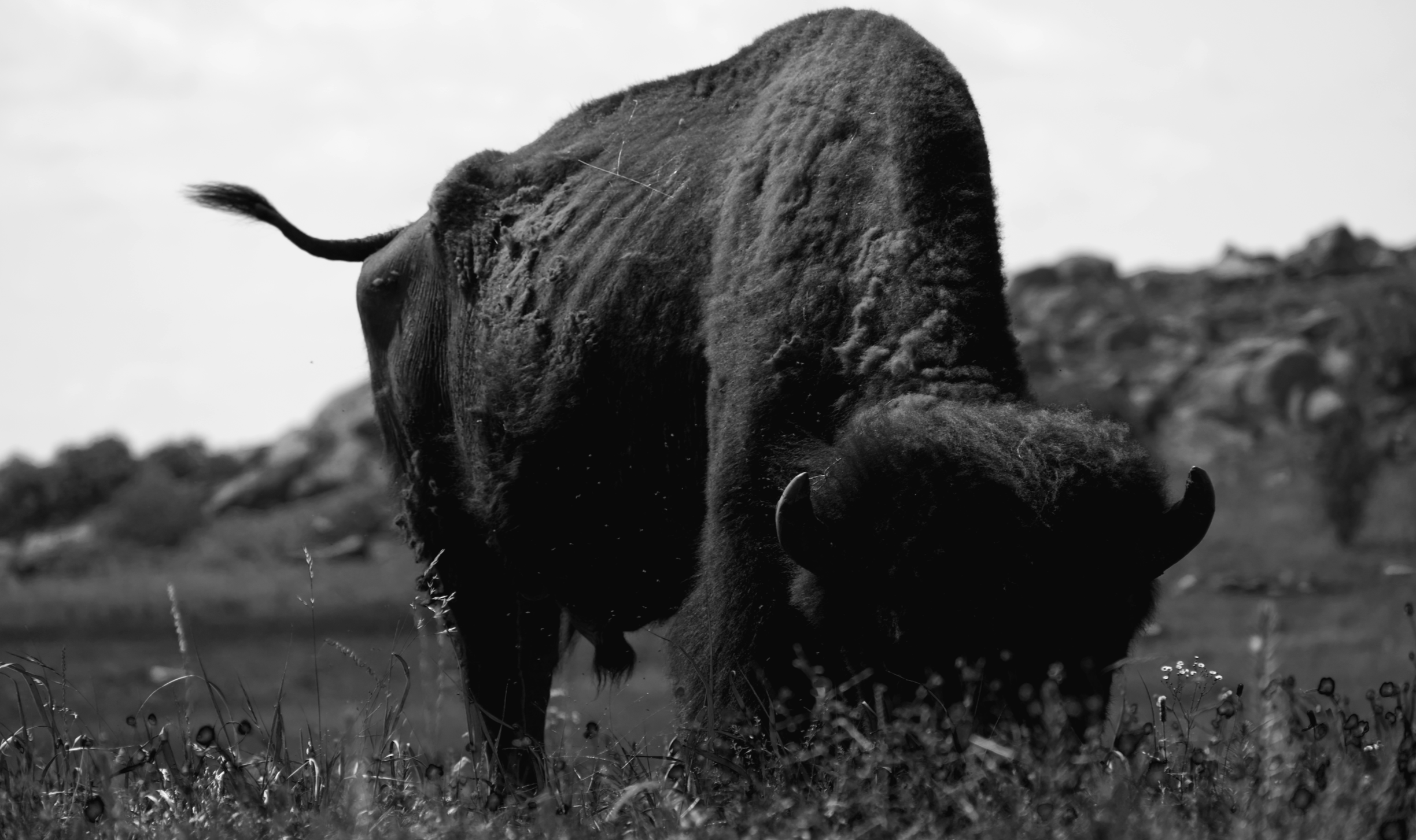 DSC_5687bw.png