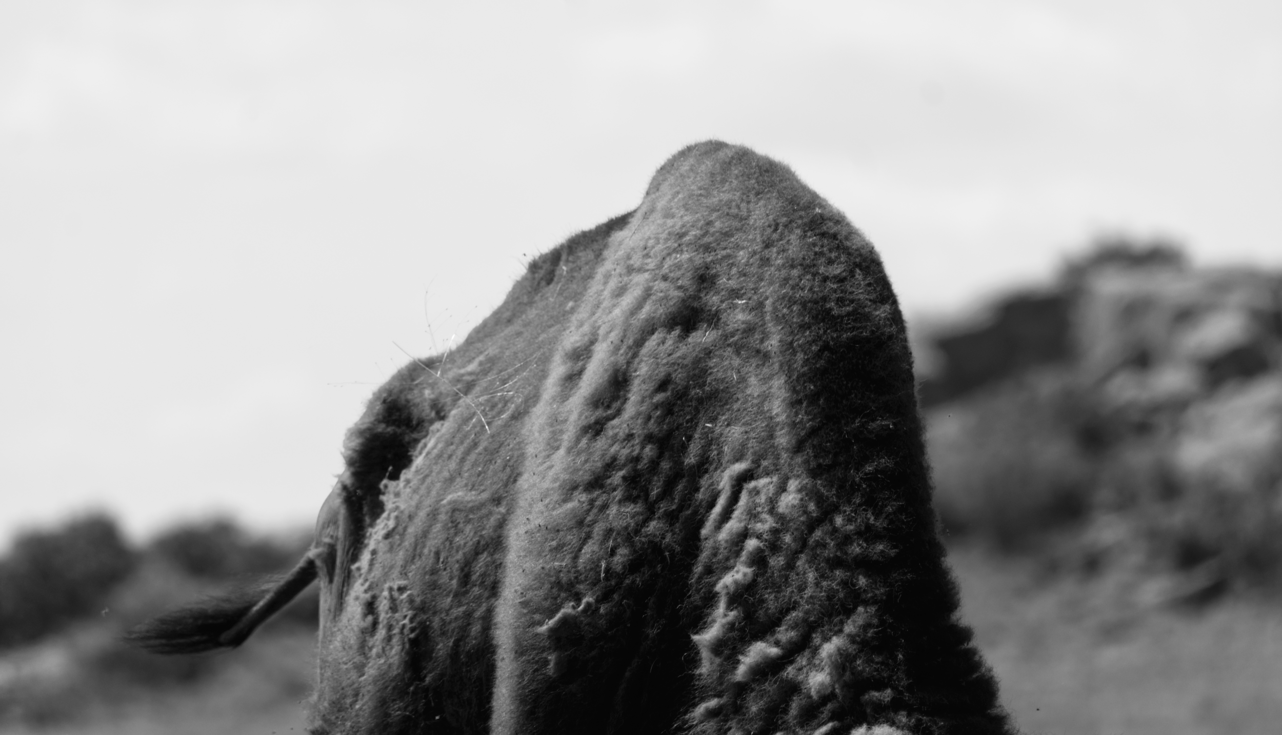 DSC_5660bw.png