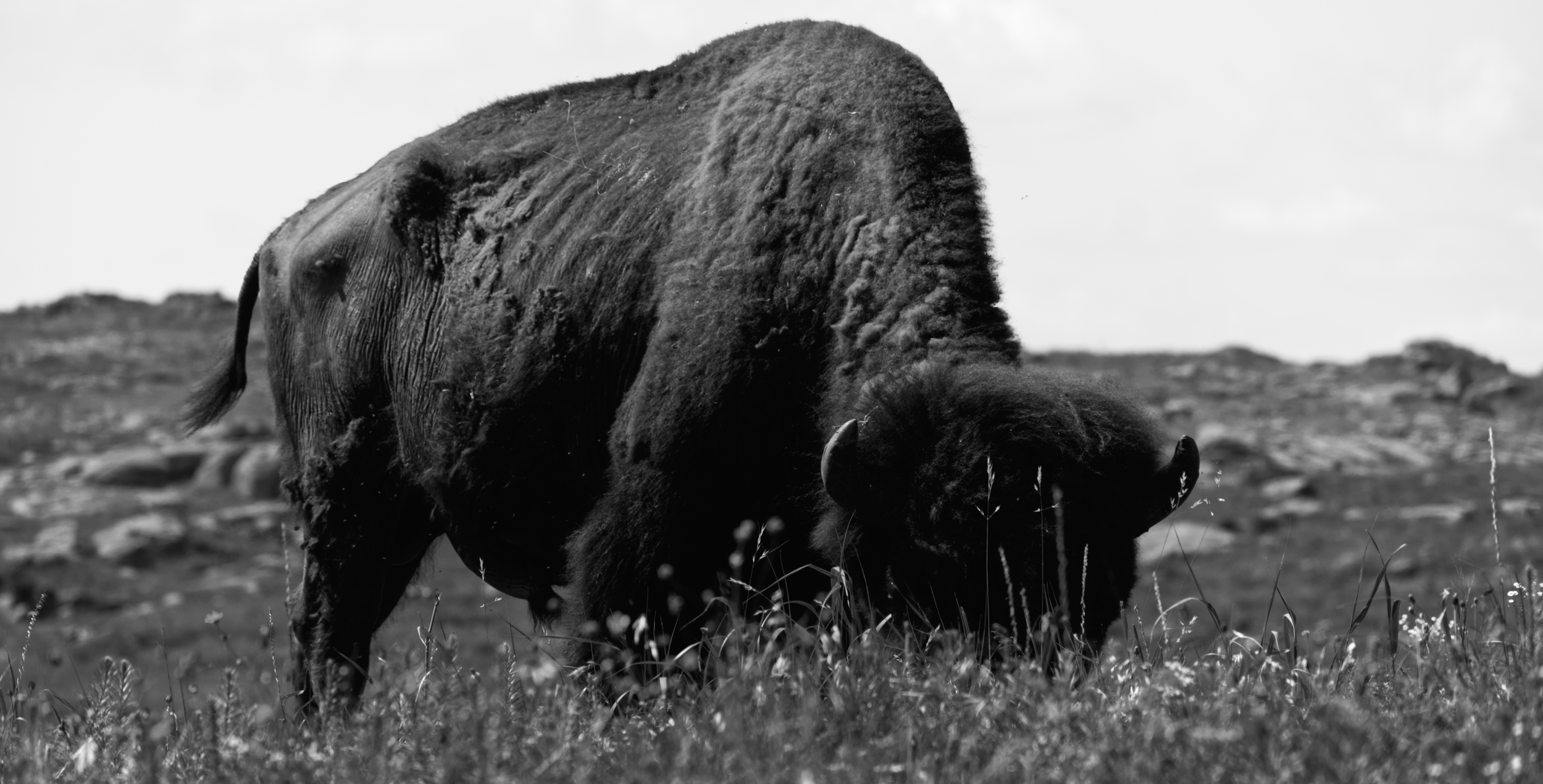 DSC_5649bw.png