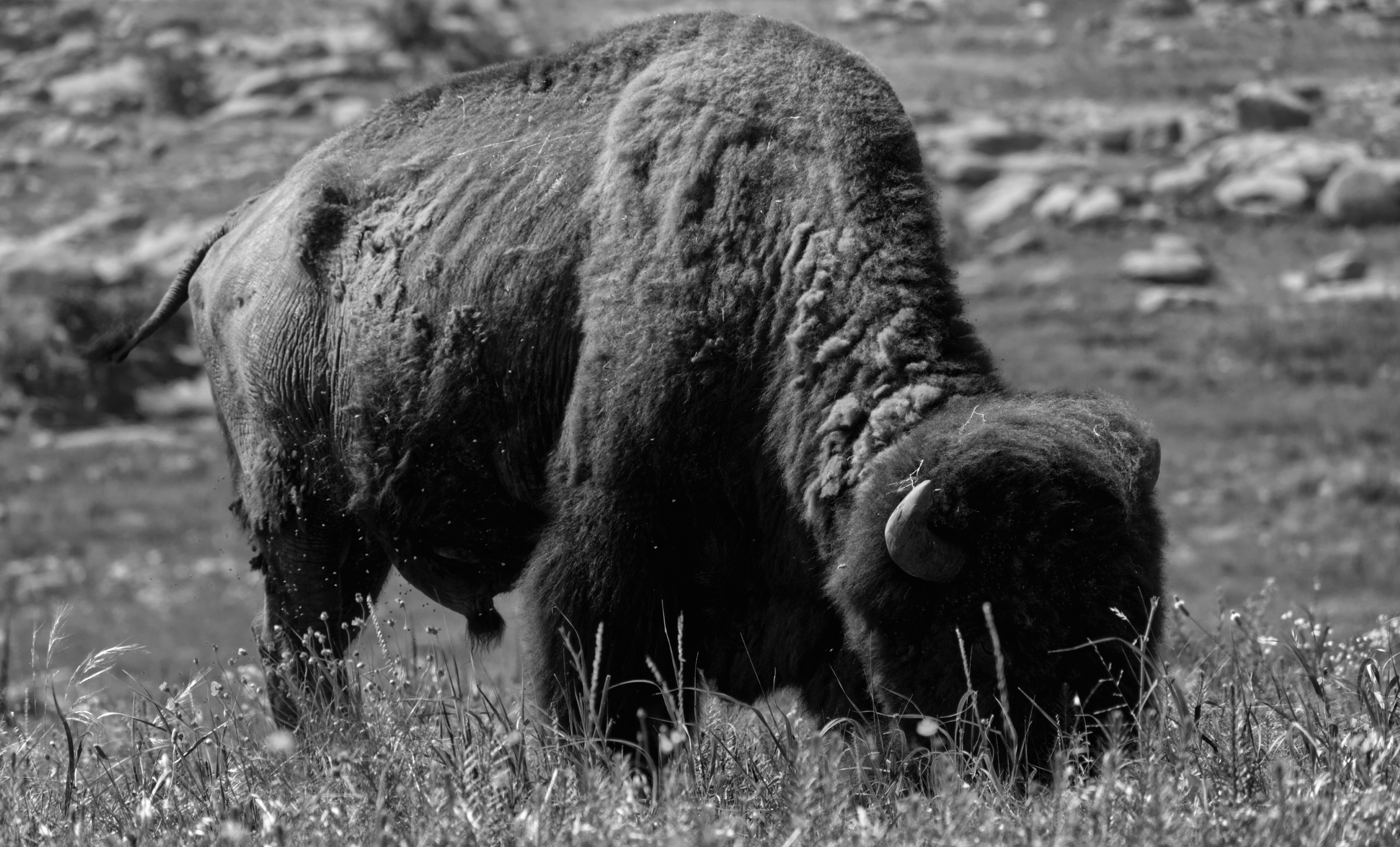 DSC_5615bw.png
