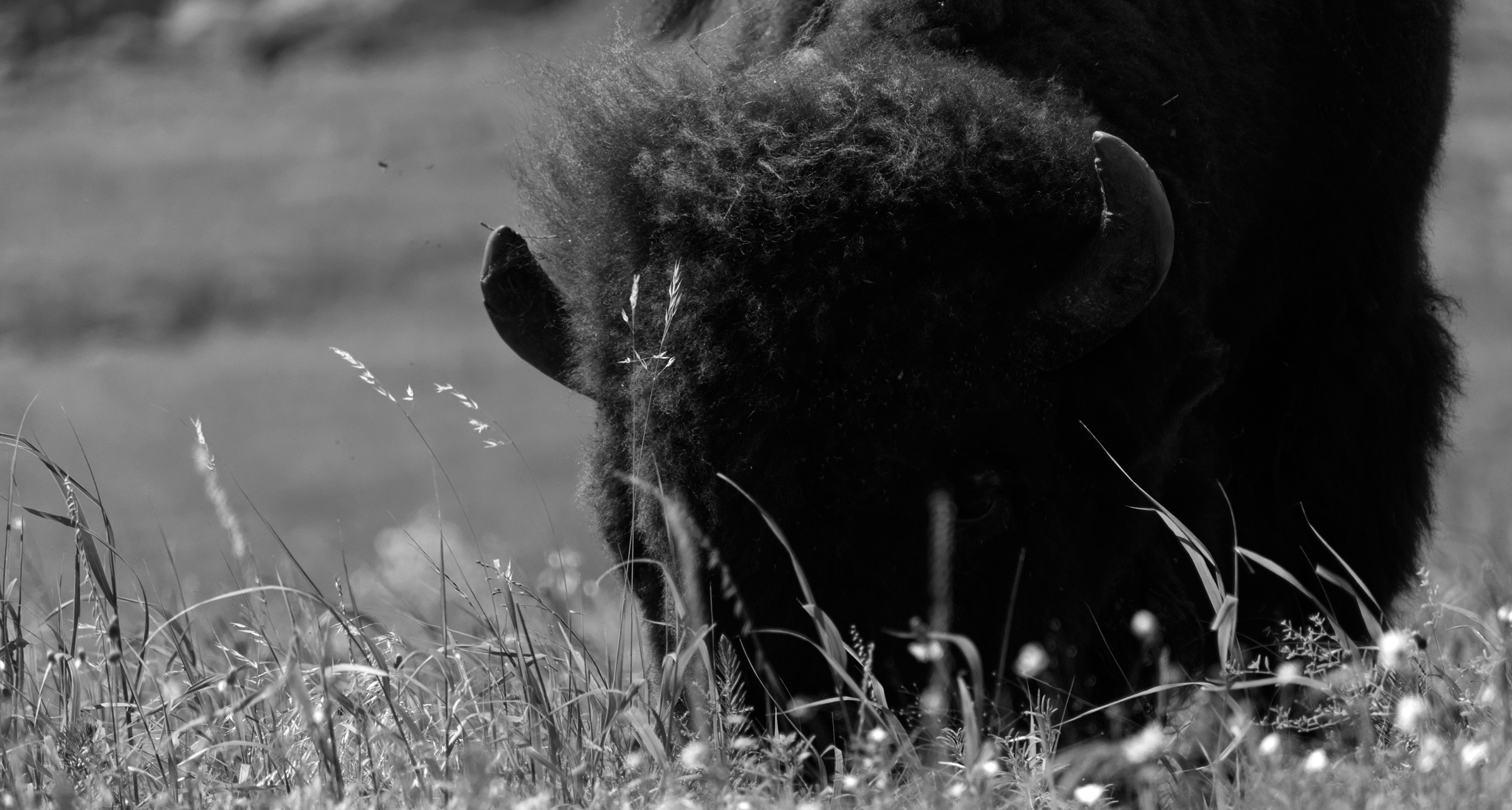 DSC_5664bw.png