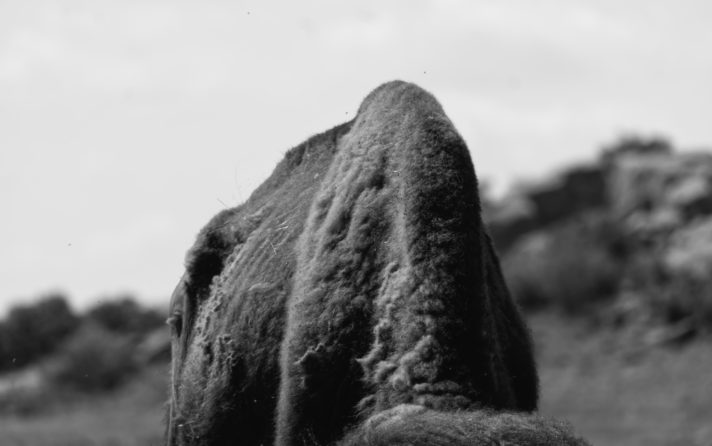 DSC_5662bw.png