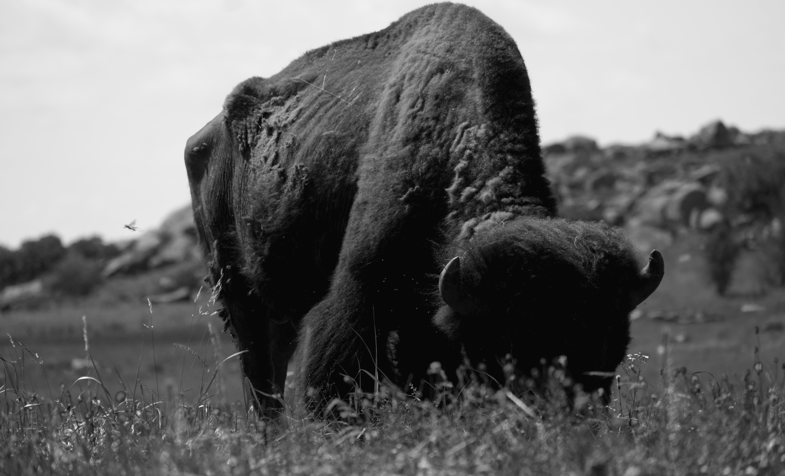 DSC_5686bw.png