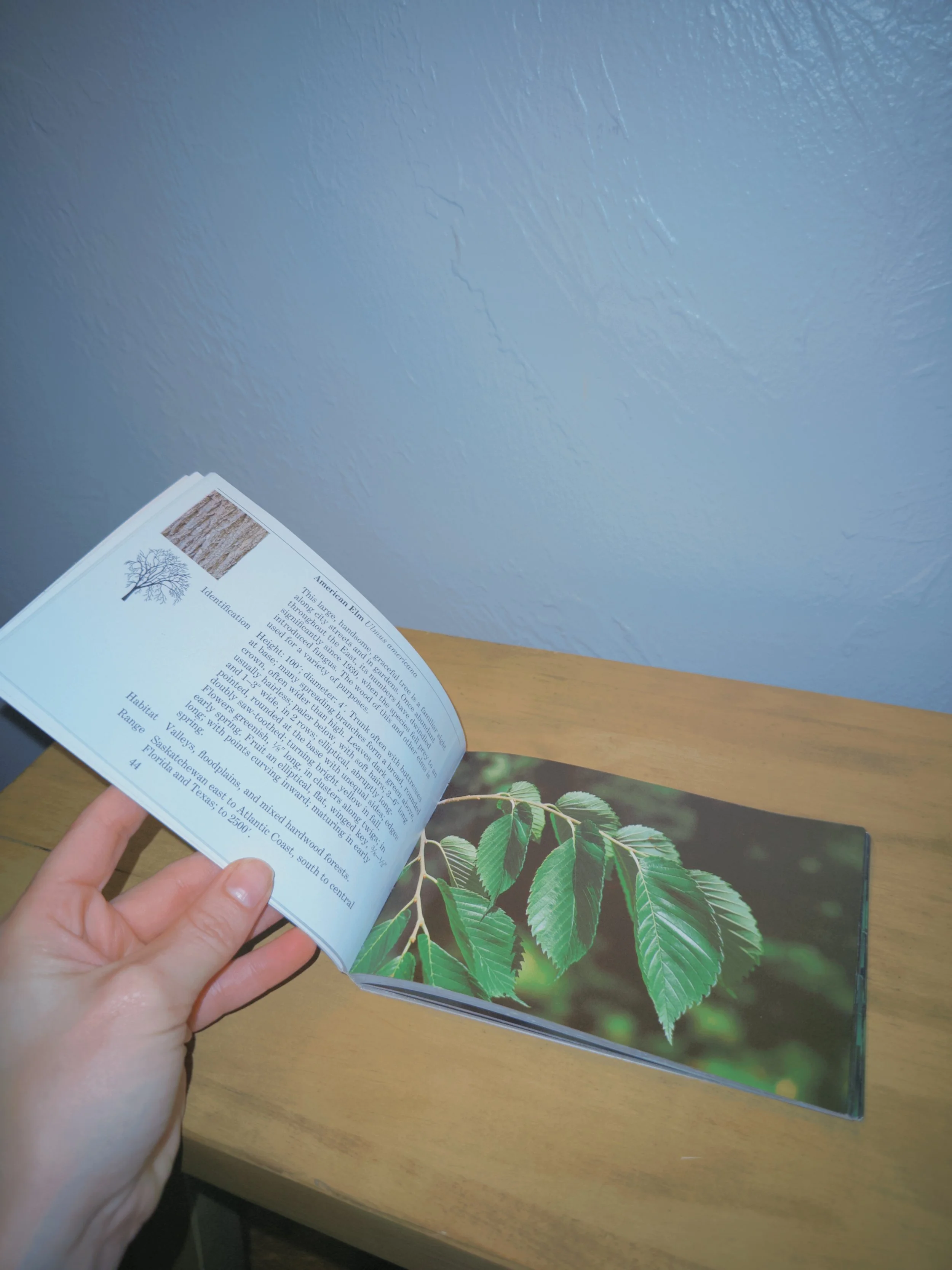 Audubon Pocket Guide Set: Flowers & Trees