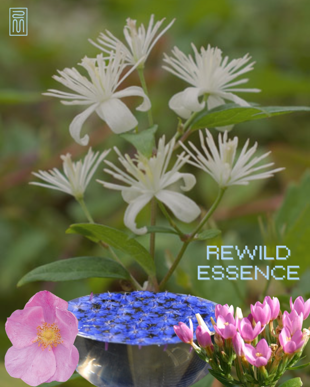 Rewild Flower Essence (.5oz)