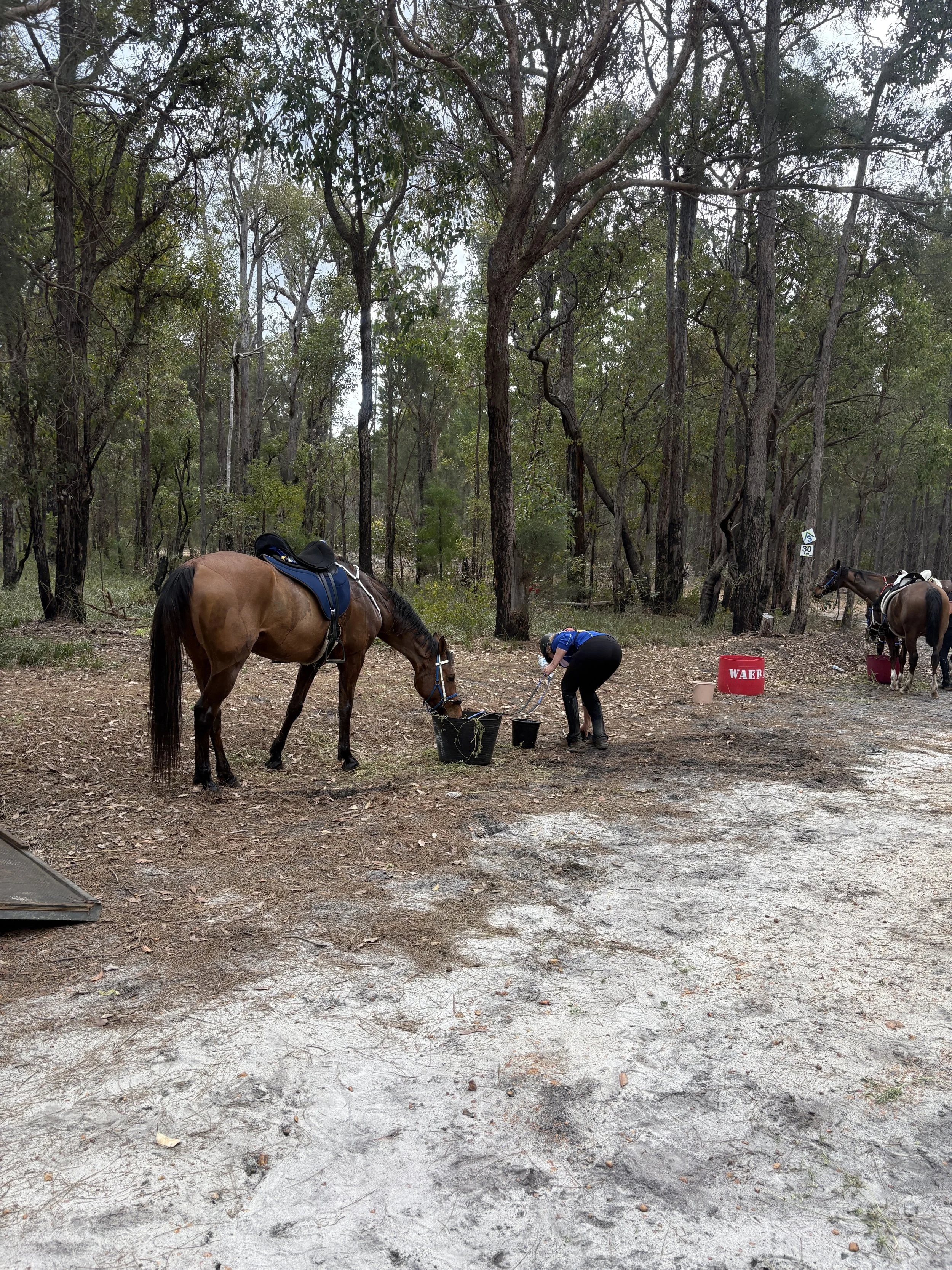 Checkpoints in the forest