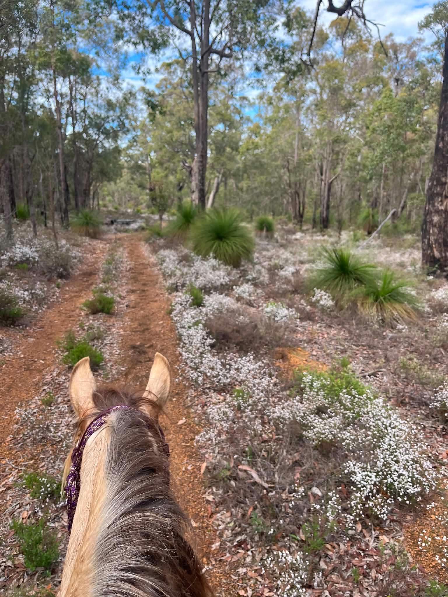 Wildflowers galore in the forest