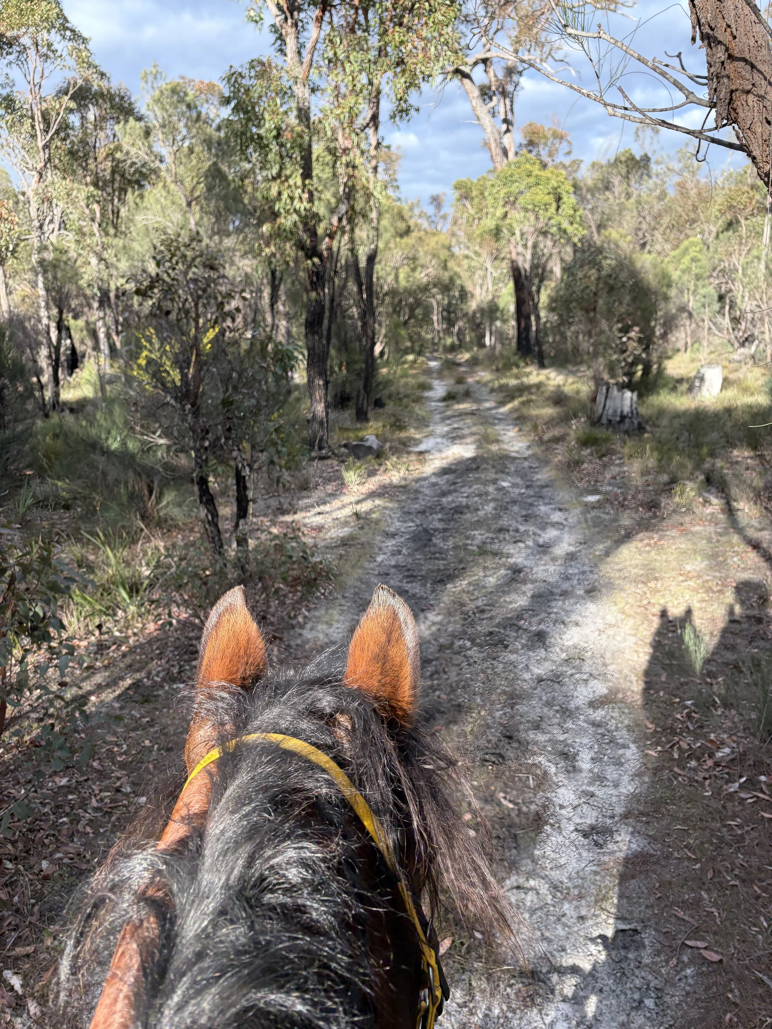 Nice and soft underfoot in the Collie forest