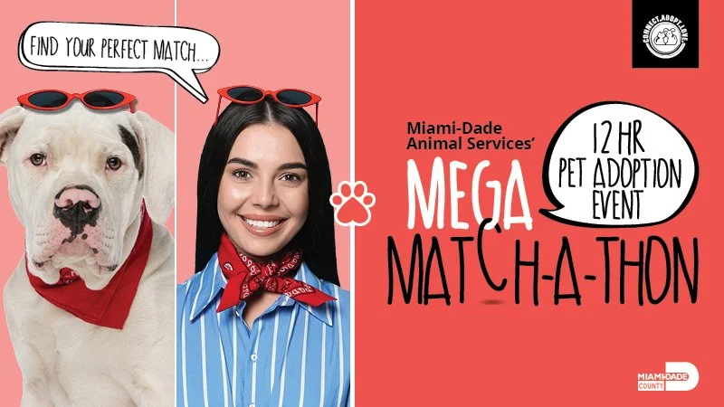 Miami's Mega Match Pet Adoption: Adorable Moments &amp; Key Takeaways