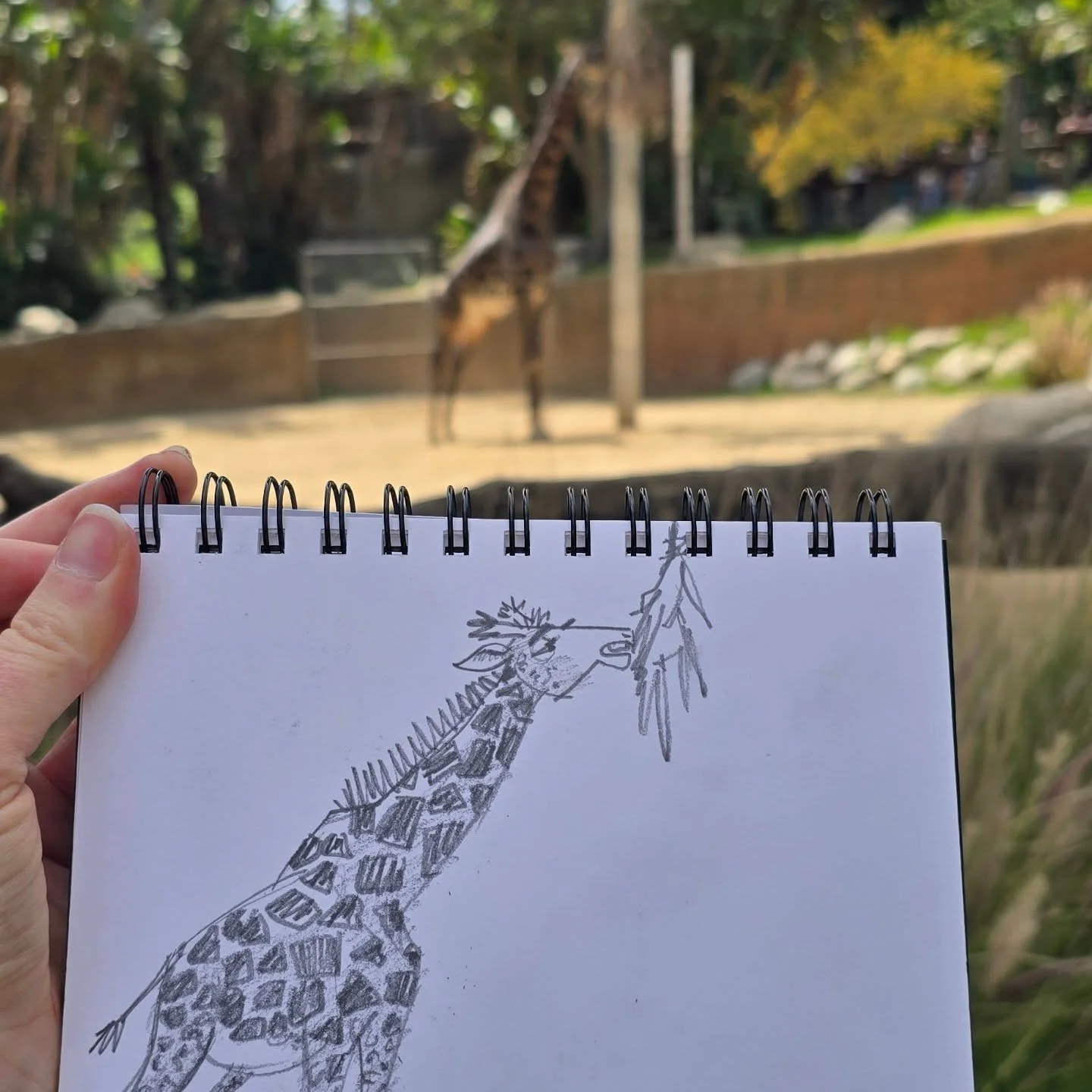 Went to #SCBWISketchSafari2025 on Saturday and had fun drawing with @studiojudyy @shihopate @createhearthappiness @paulvinelli @jesscooperillustration and others, hosted by @scbwila and instructed by @alexander.vidal
Beautiful weather, drawings, and 