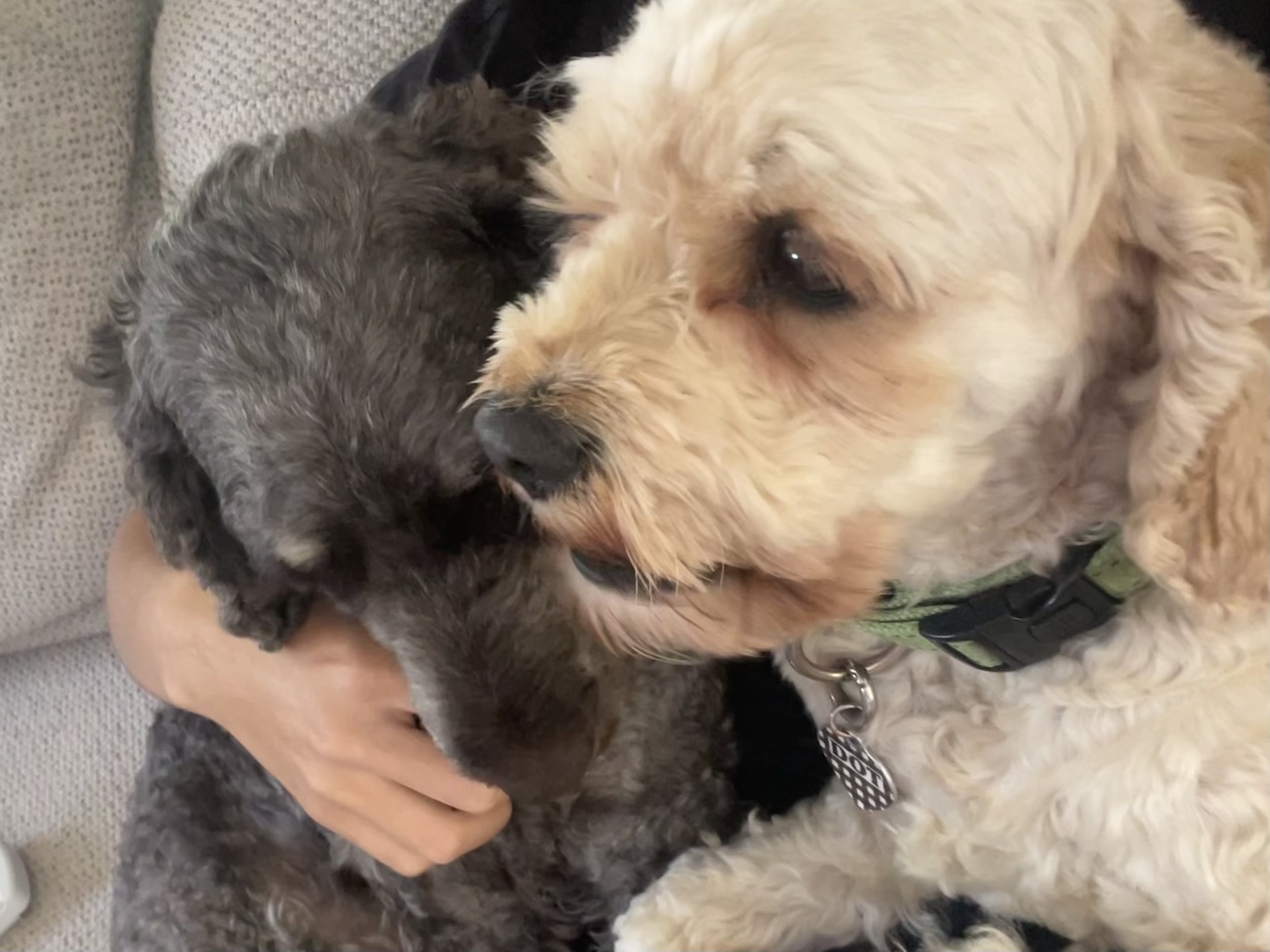 Toby and Dot snuggling up on the lounge