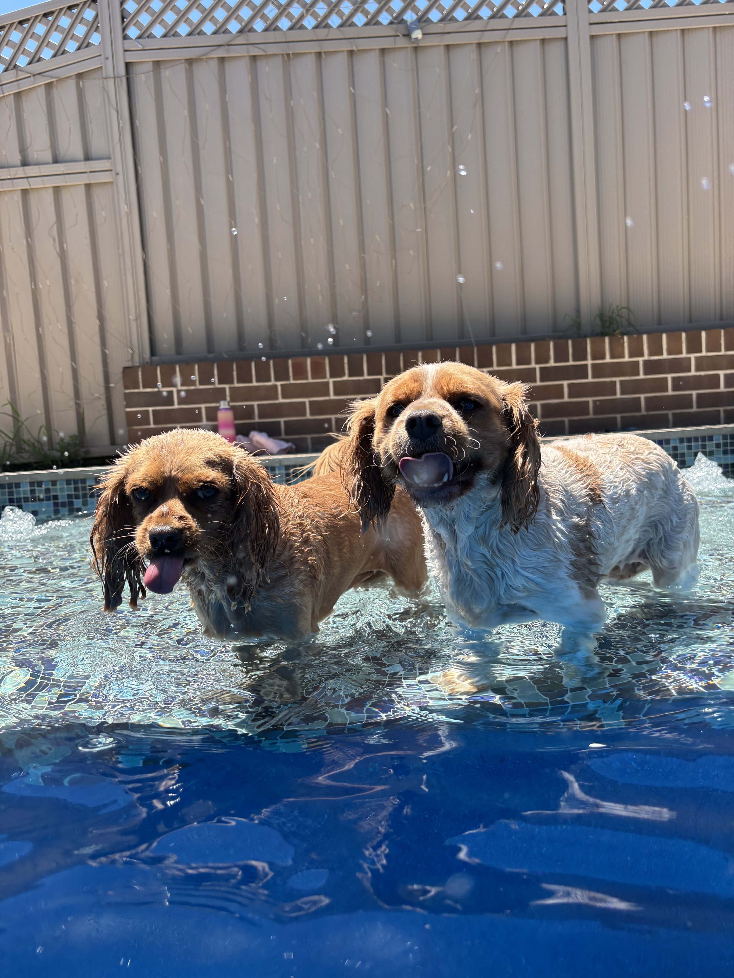 2 cavaliers in the pool