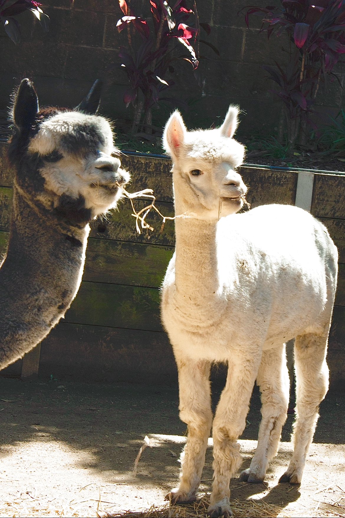 two alpacas snacking on hay