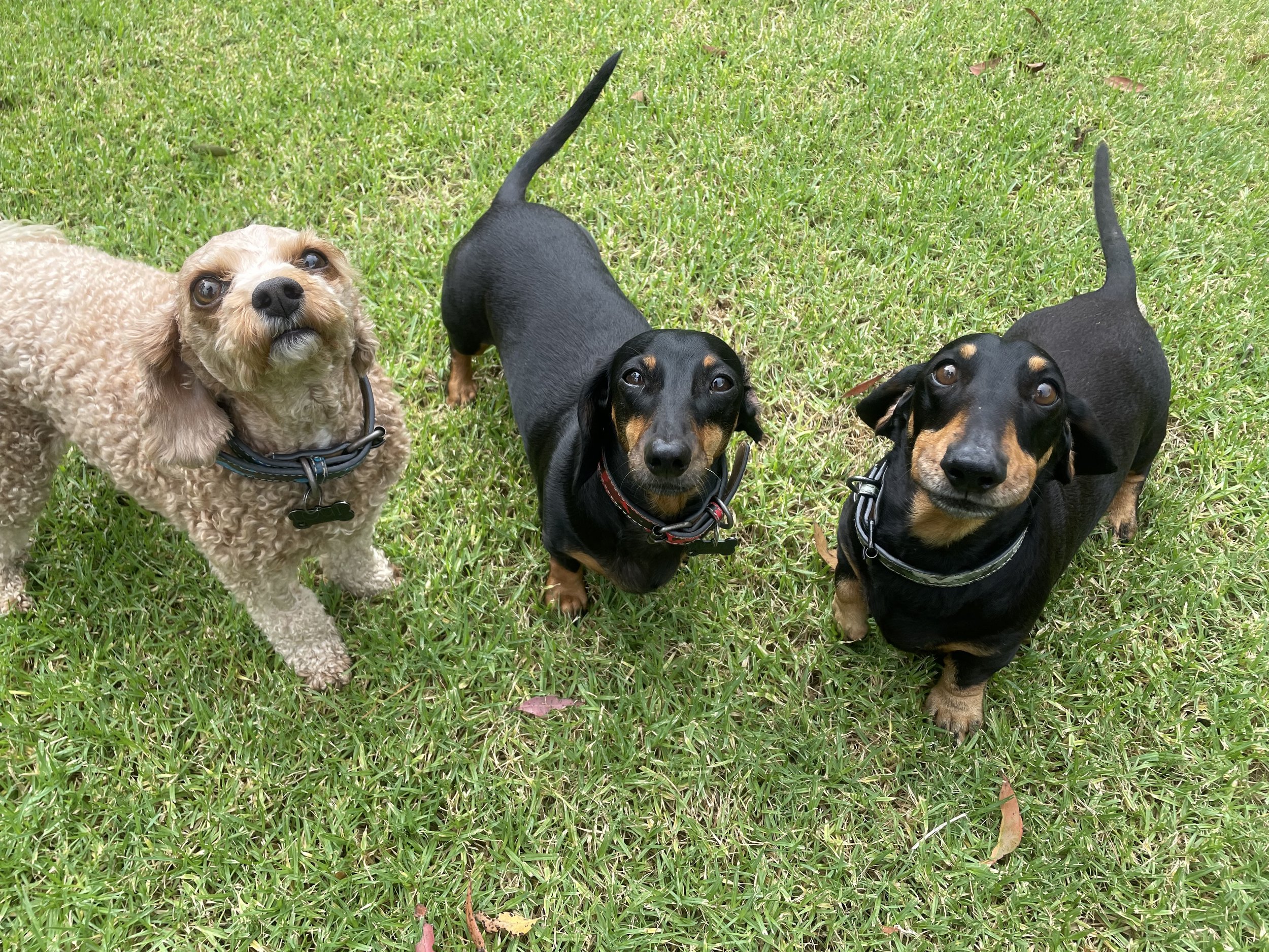 a shaved cavoodle and two dachshunds happily waiting