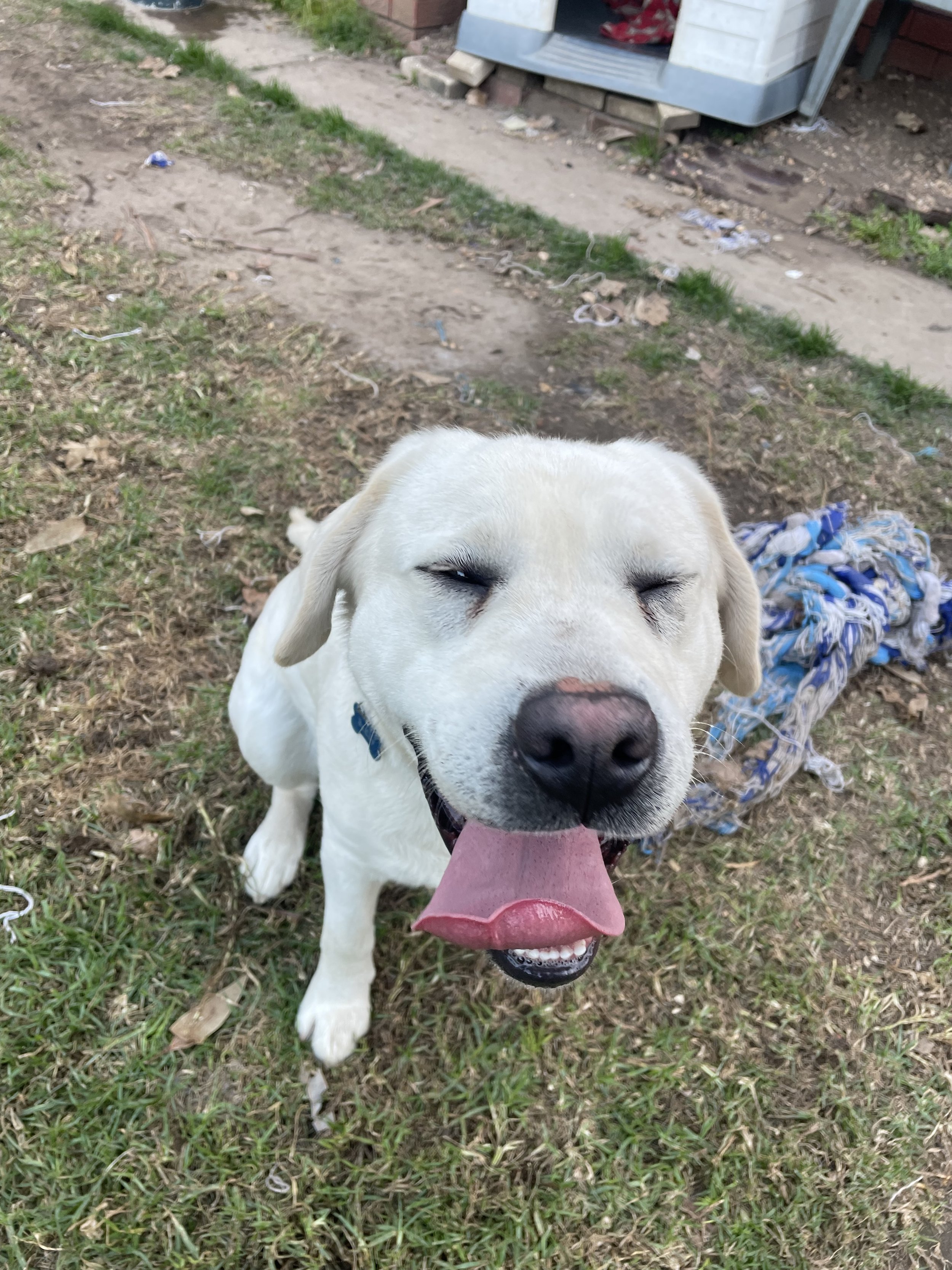 A photo of Buddy the Labrador squinting his eyes and smiling at the camera