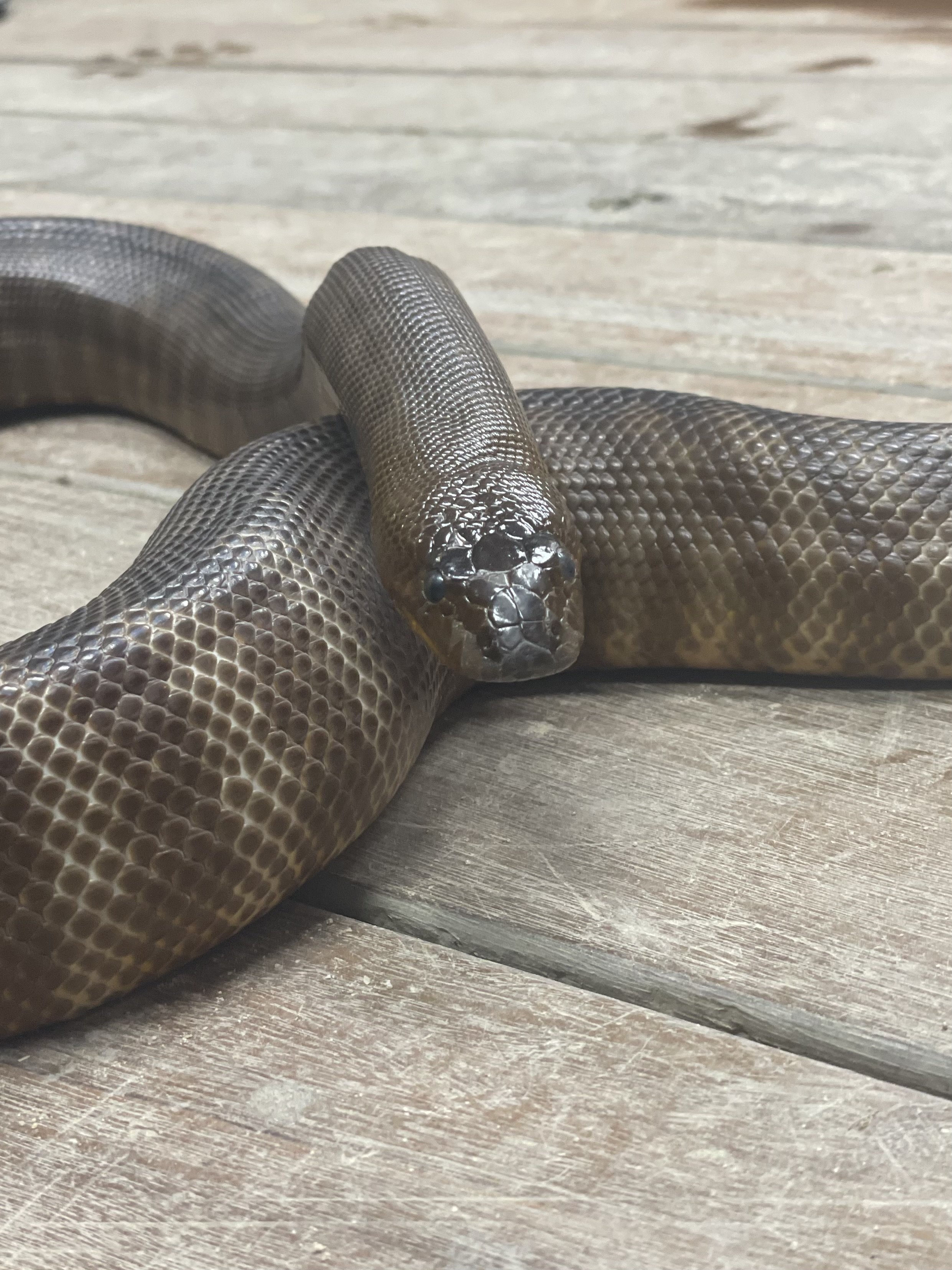 A python getting some roam around time out of his enclosure during a home visit