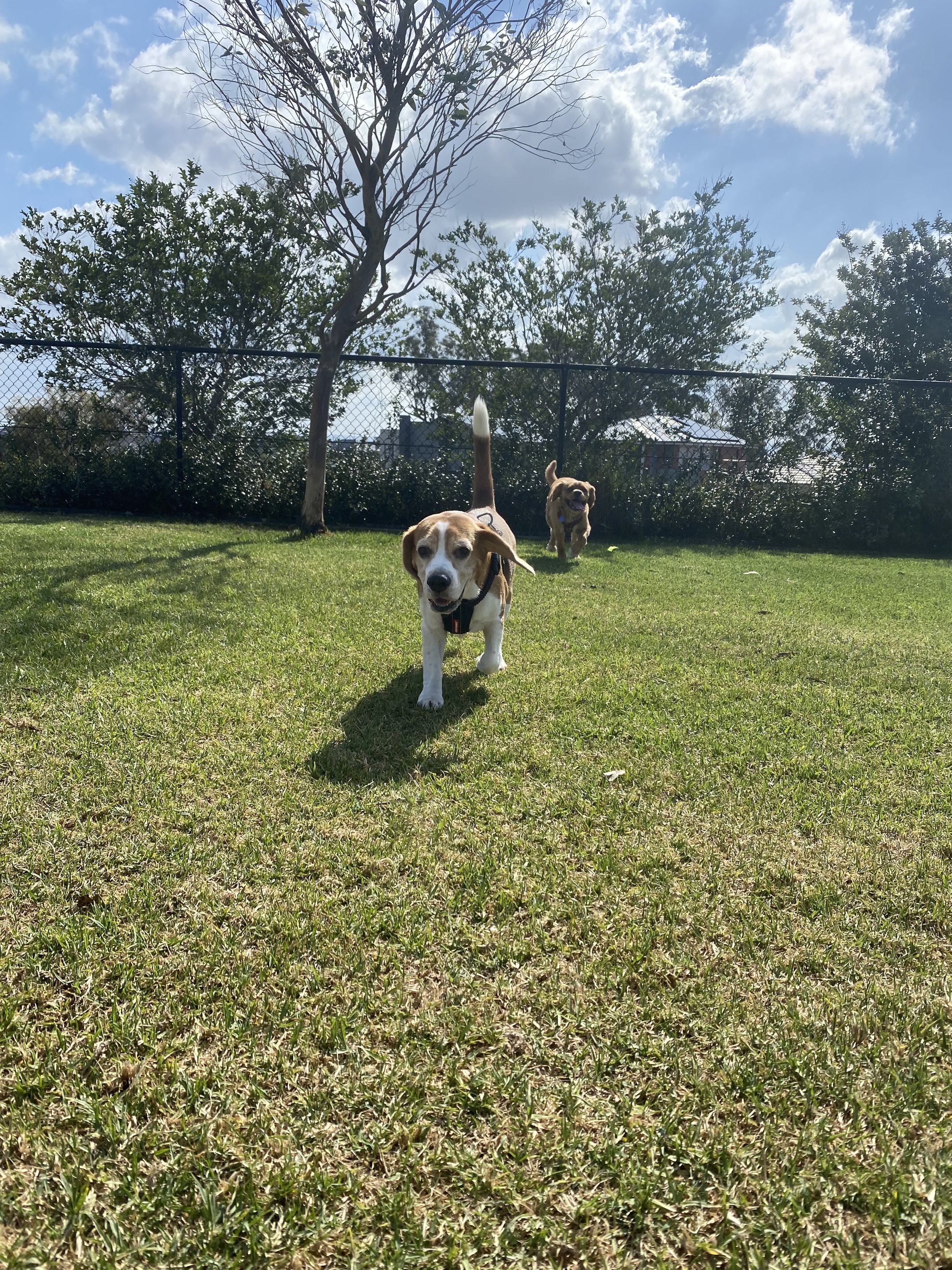 a beagle wandering around the dog park