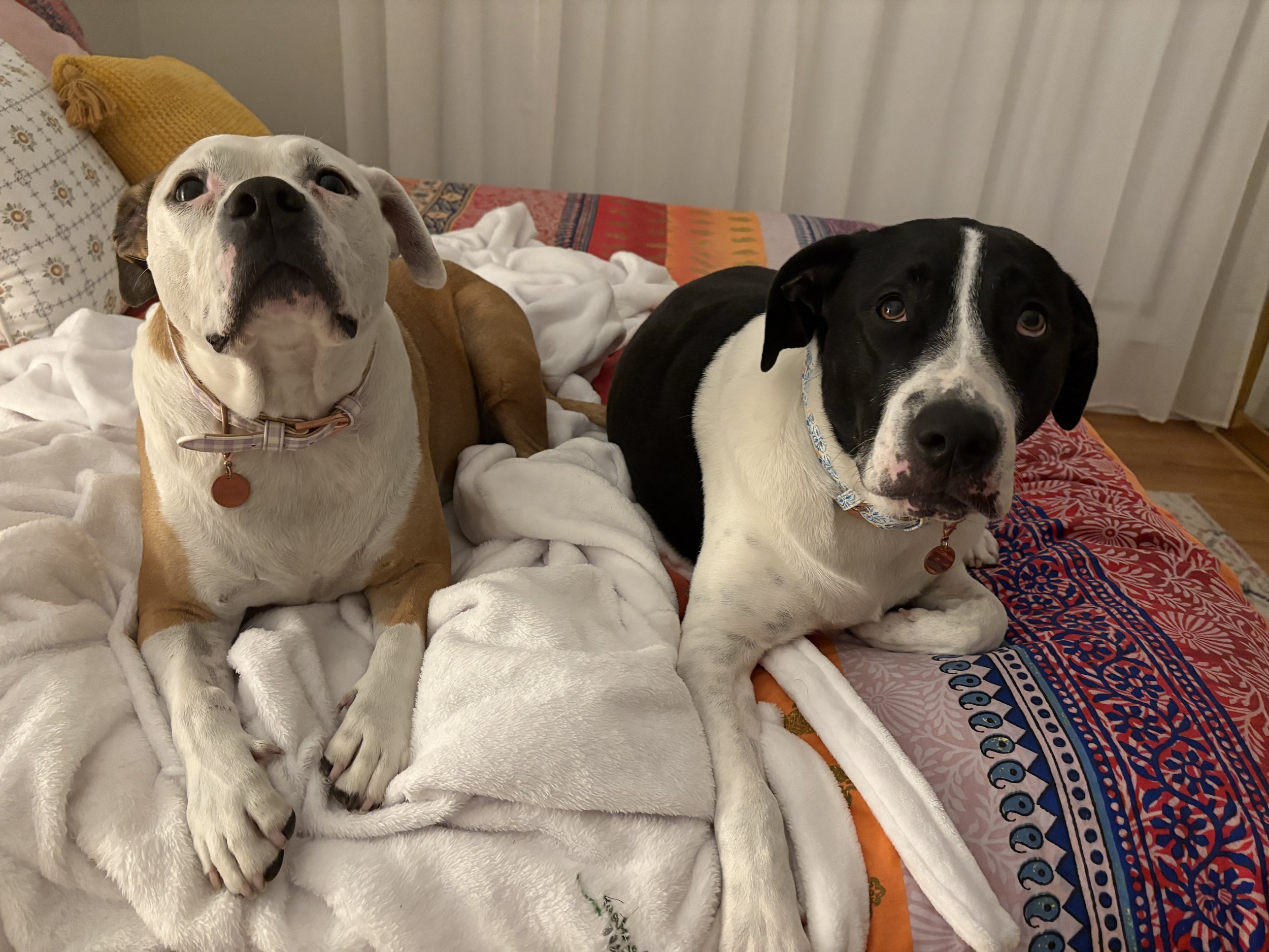 a staffie and a bullarab cross in bed ready for a good nights sleep
