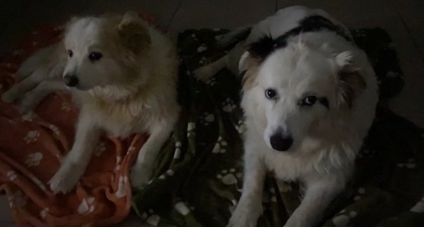 A photo of two border collies tucked in their blankets and ready for bed