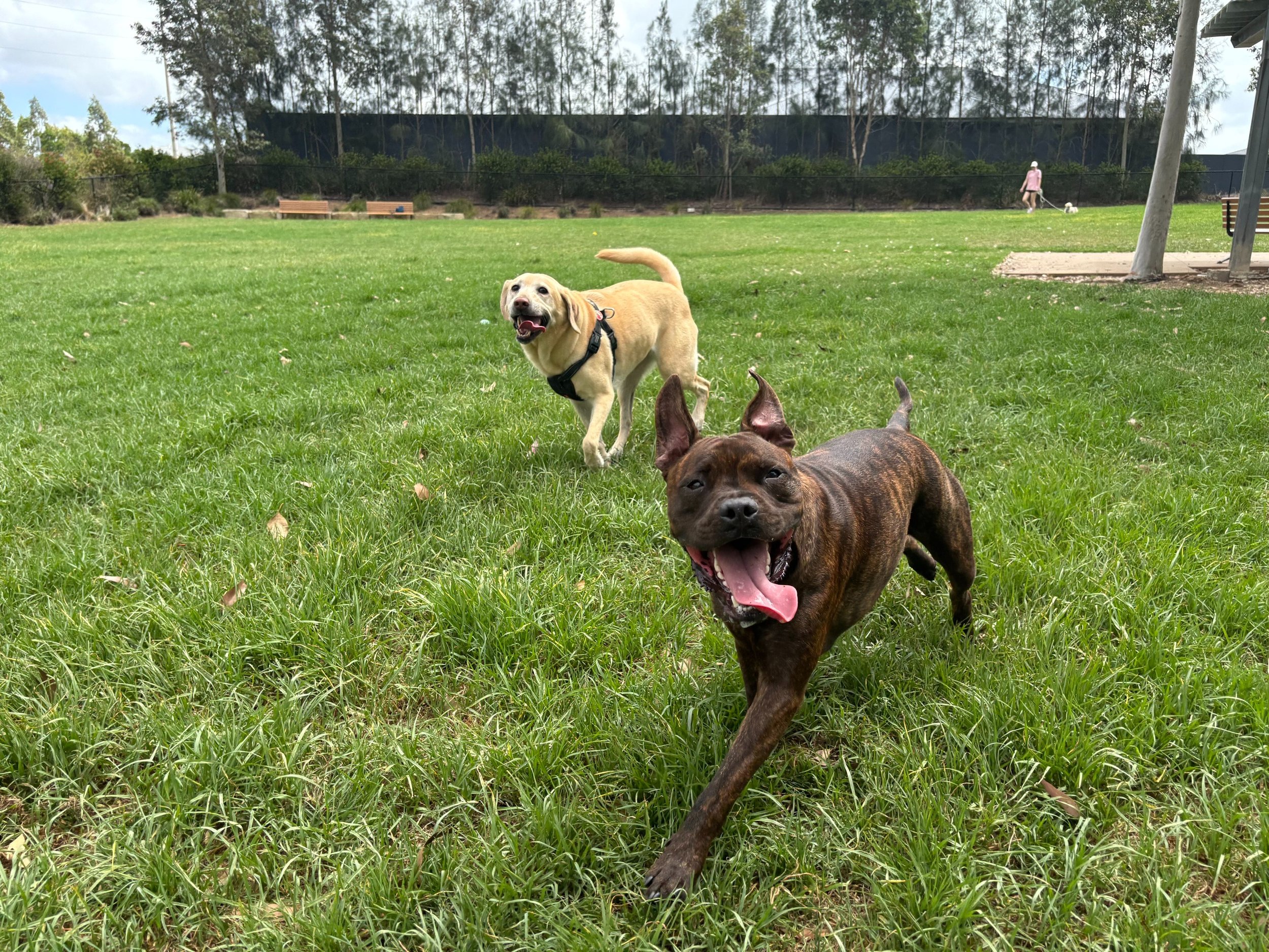 yellow labrador and brindle staffy with their tongues out running