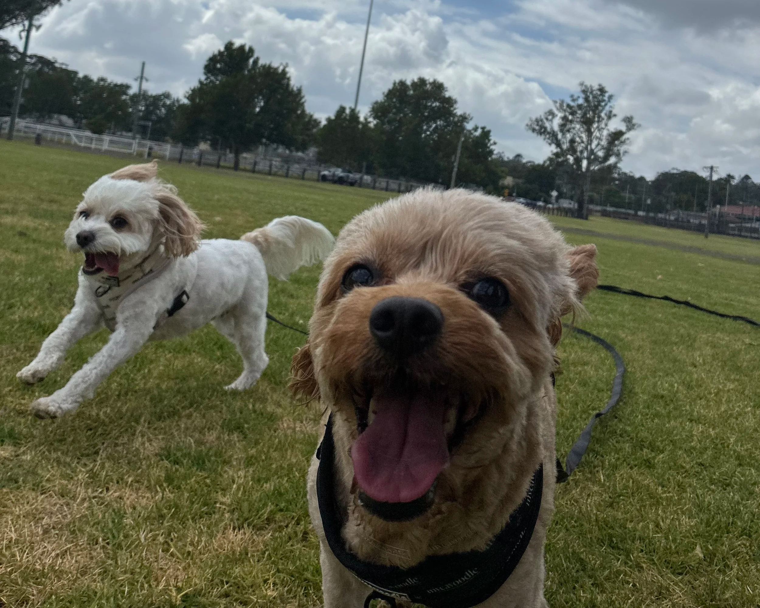 Benefits of Dog Walking