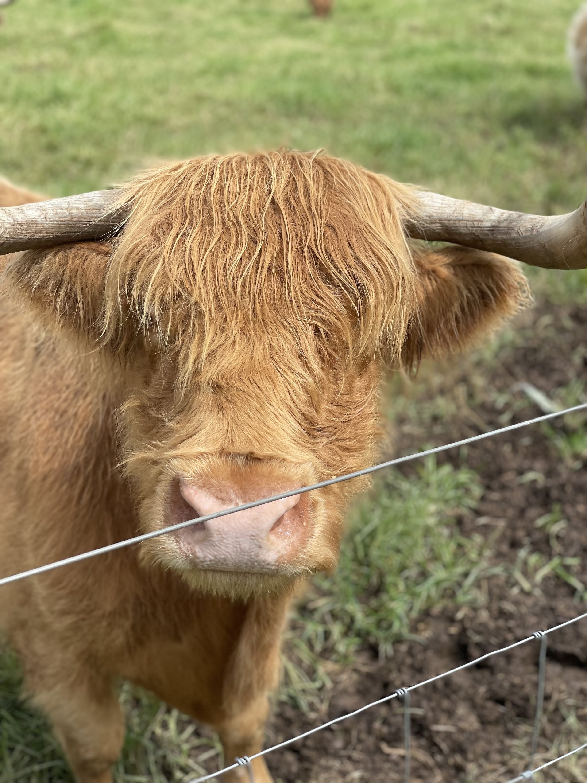 A photo of a tan highland cow waiting for some stale bread