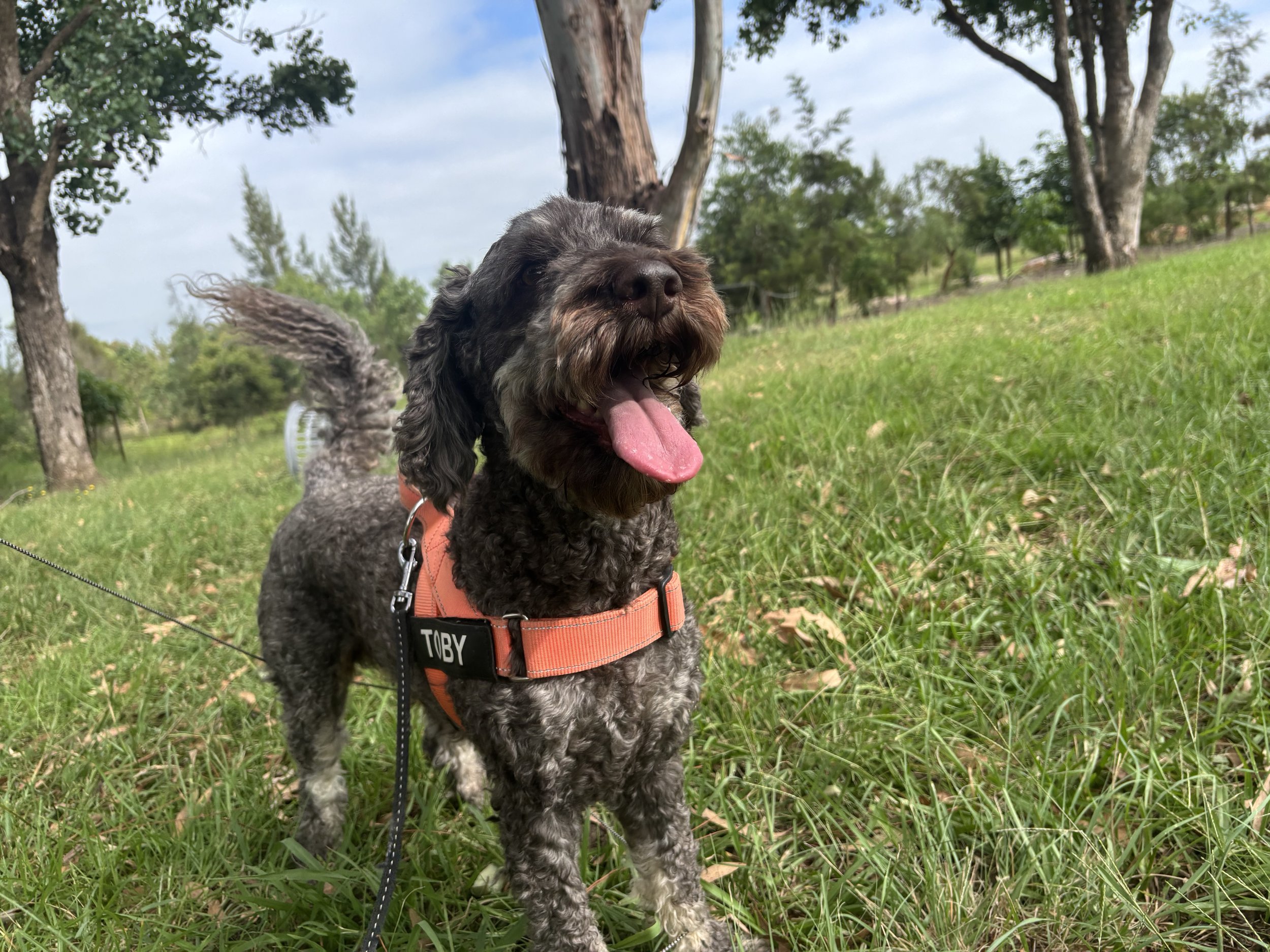 cavoodle with orange harness