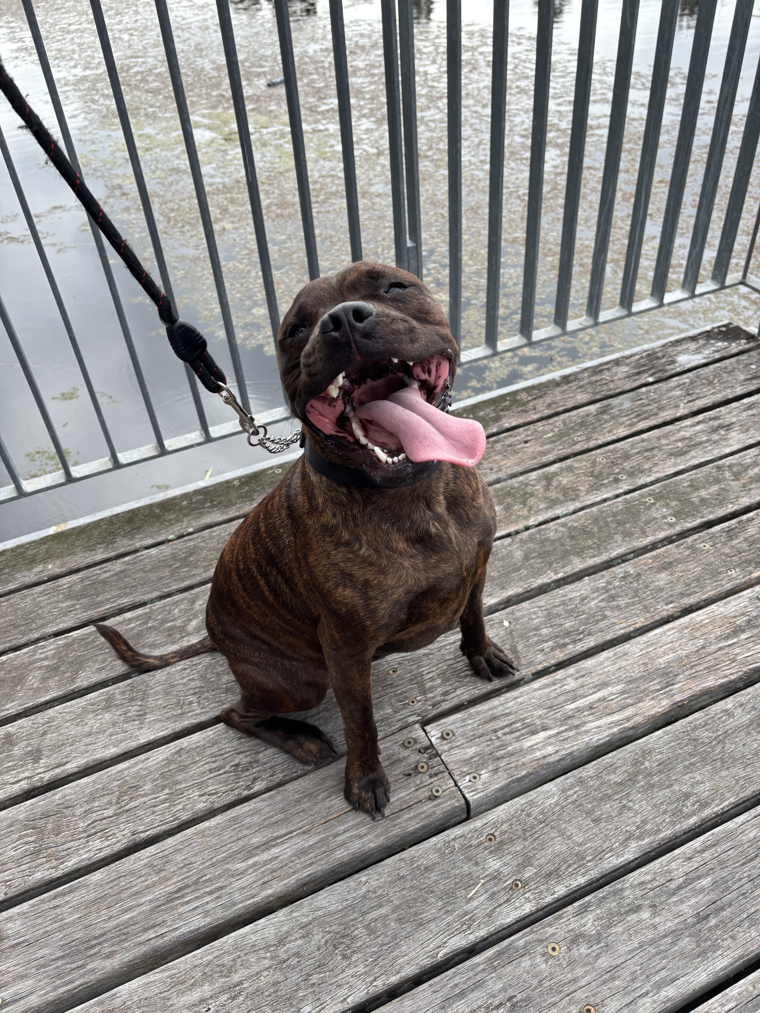 staffy smiliing at the camera
