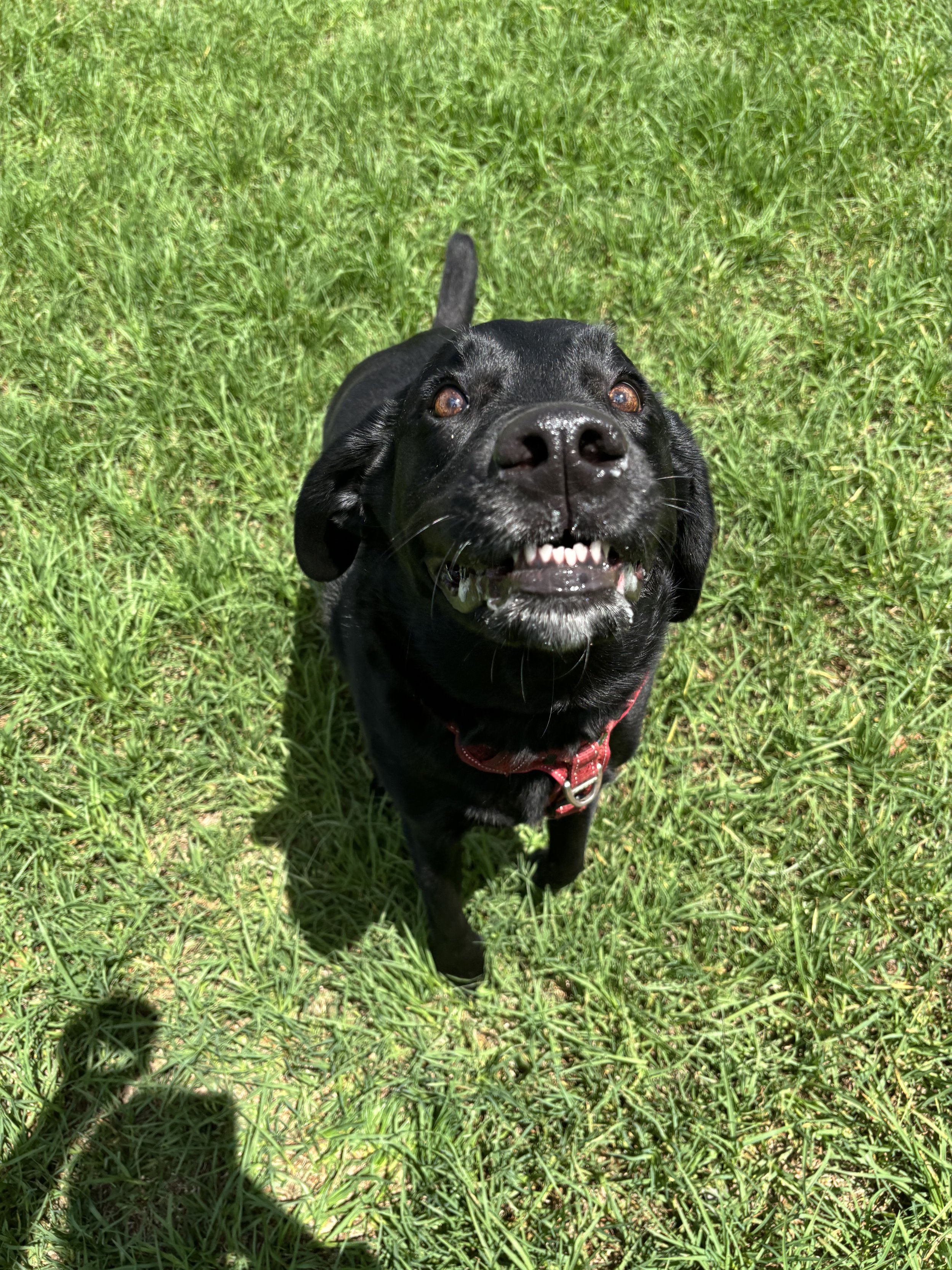 a black labrador smiling funny at the camera