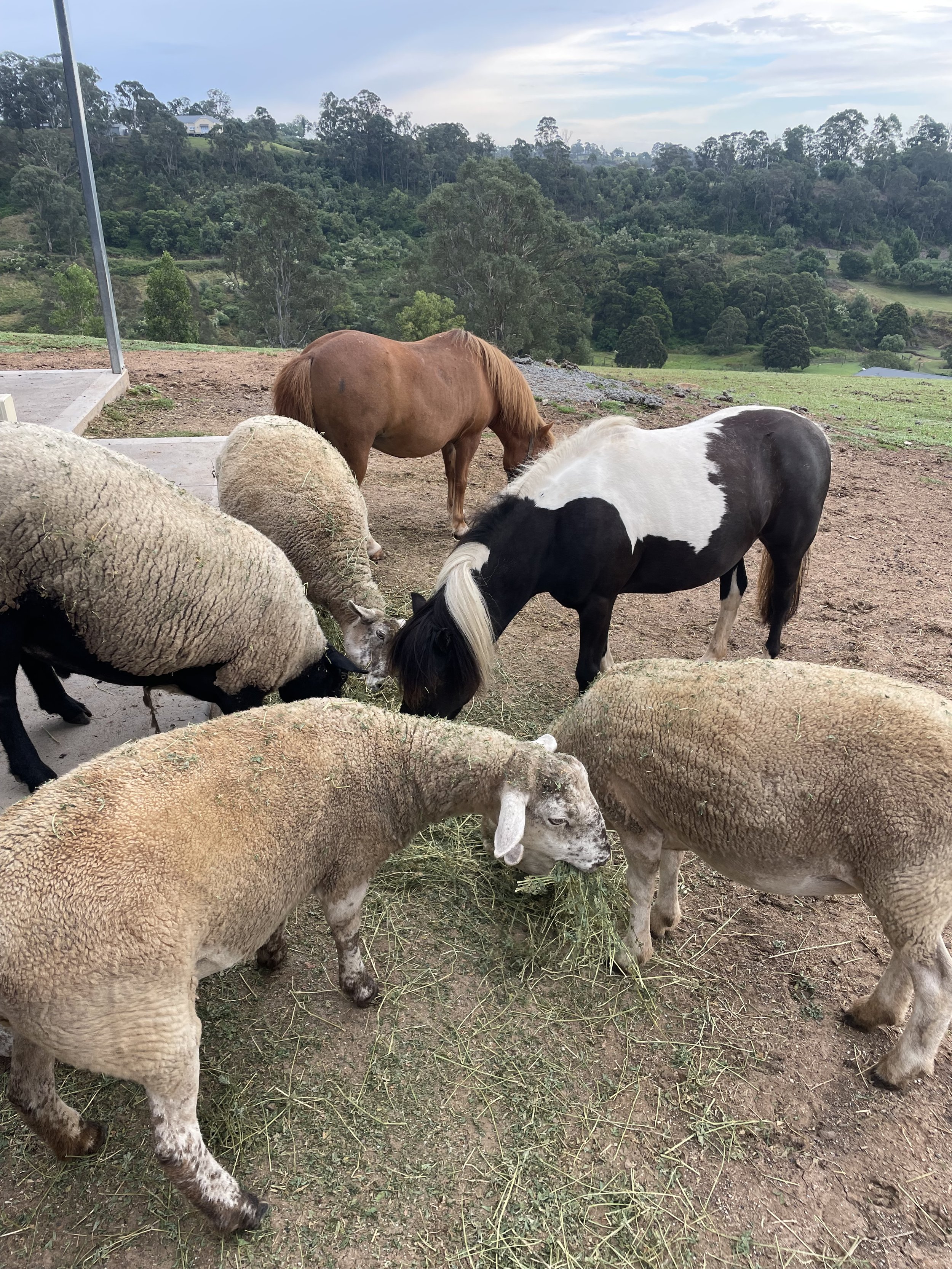4 sheep and 2 ponies communally eating