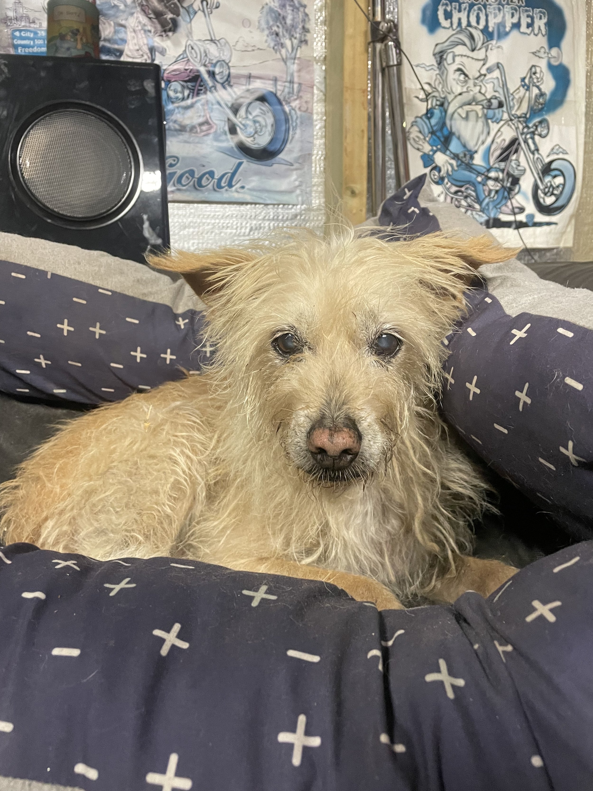 Rusty the elderly dog tucked in to his bed ready to go to bed