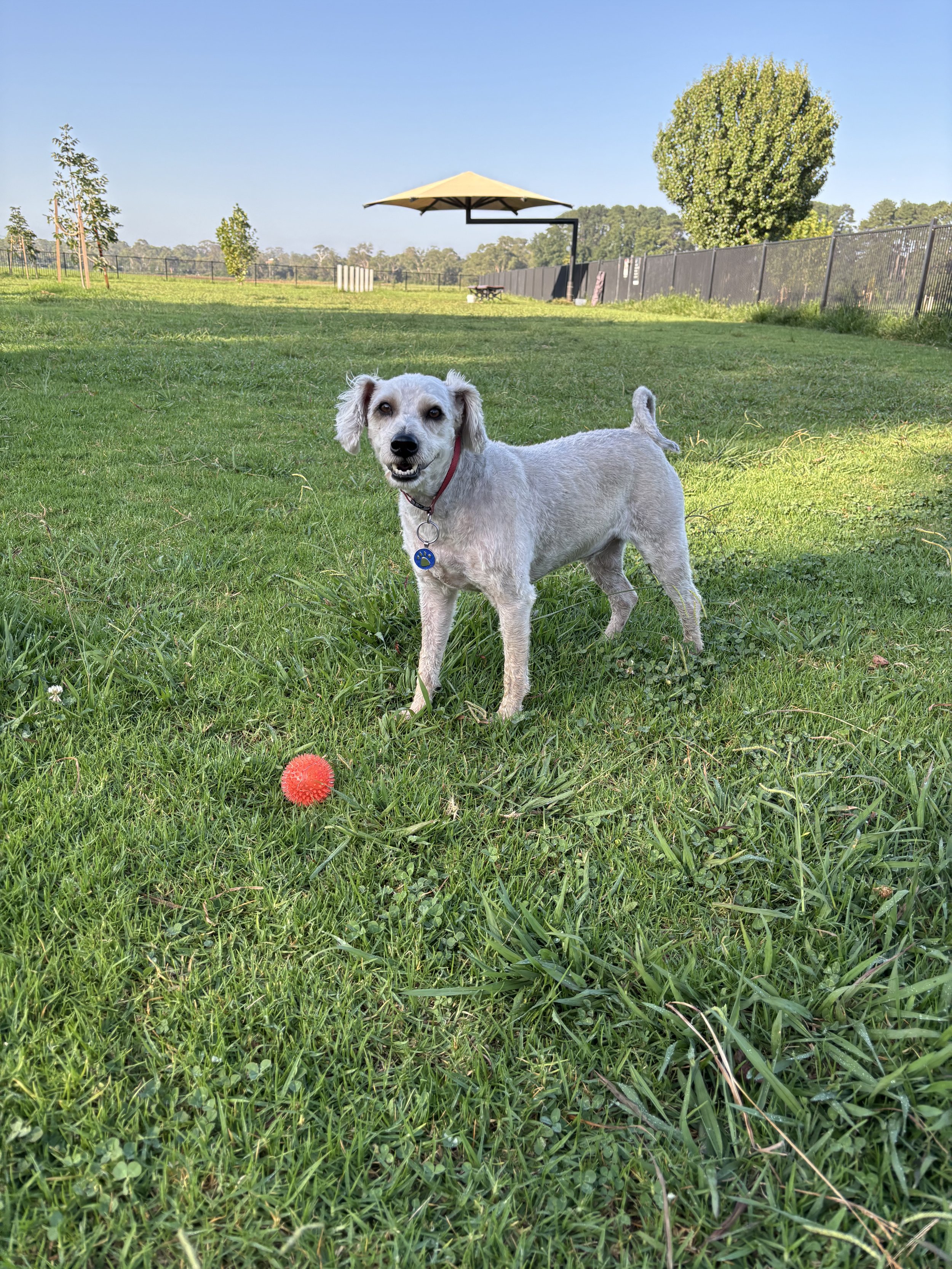 schnoodle with his ball at elderslie dog park