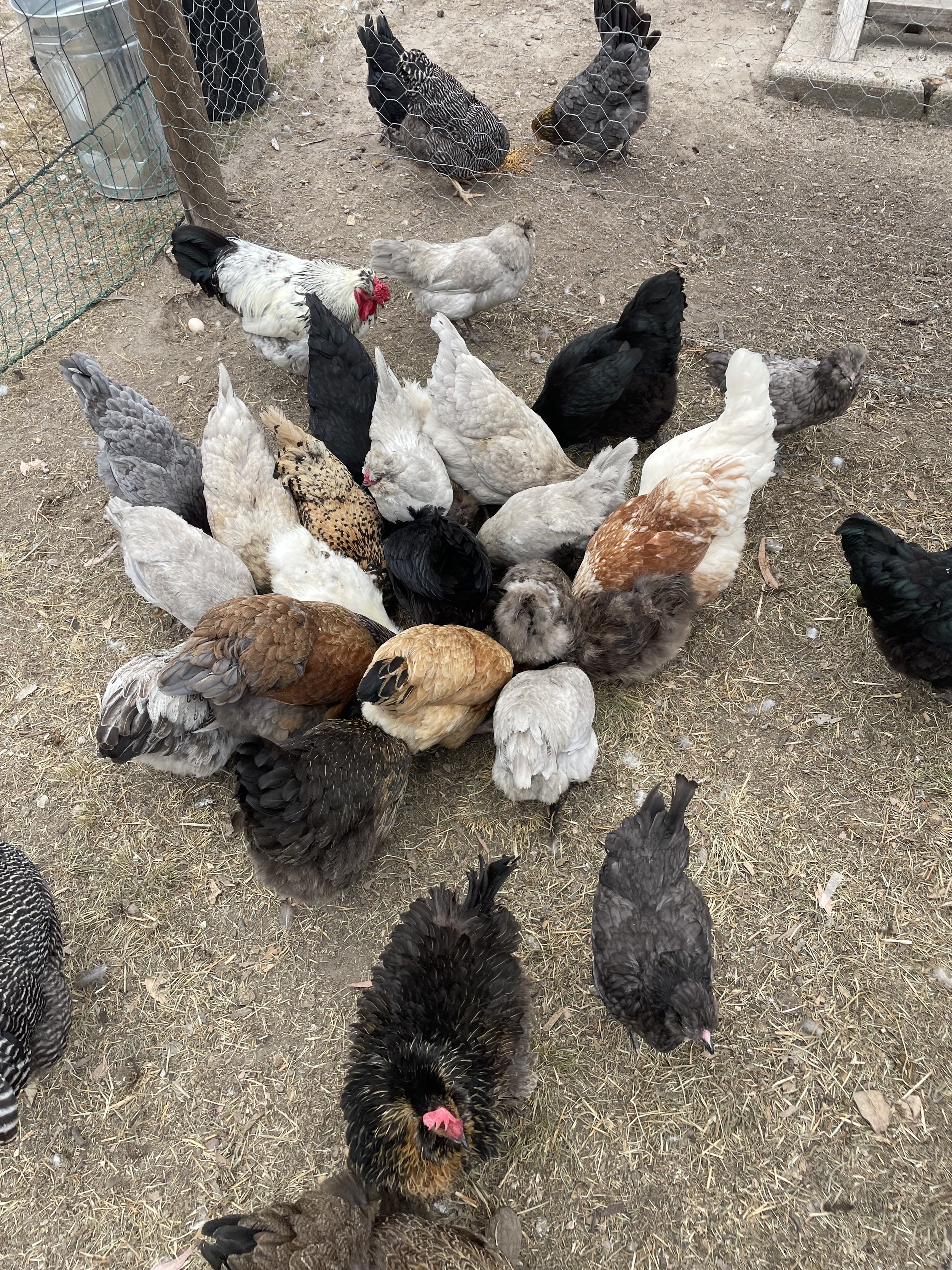 coop of chickens racing to their food