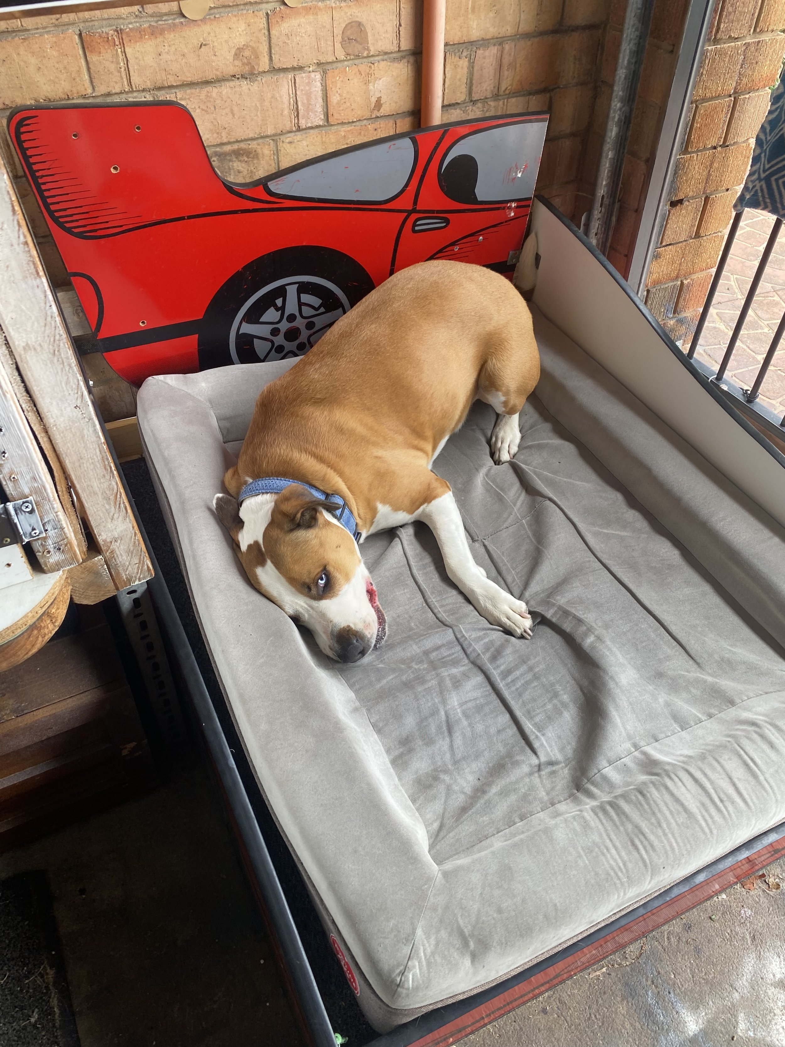 Togo the Staffy cross ready for a nap in his own children's red race-car bed